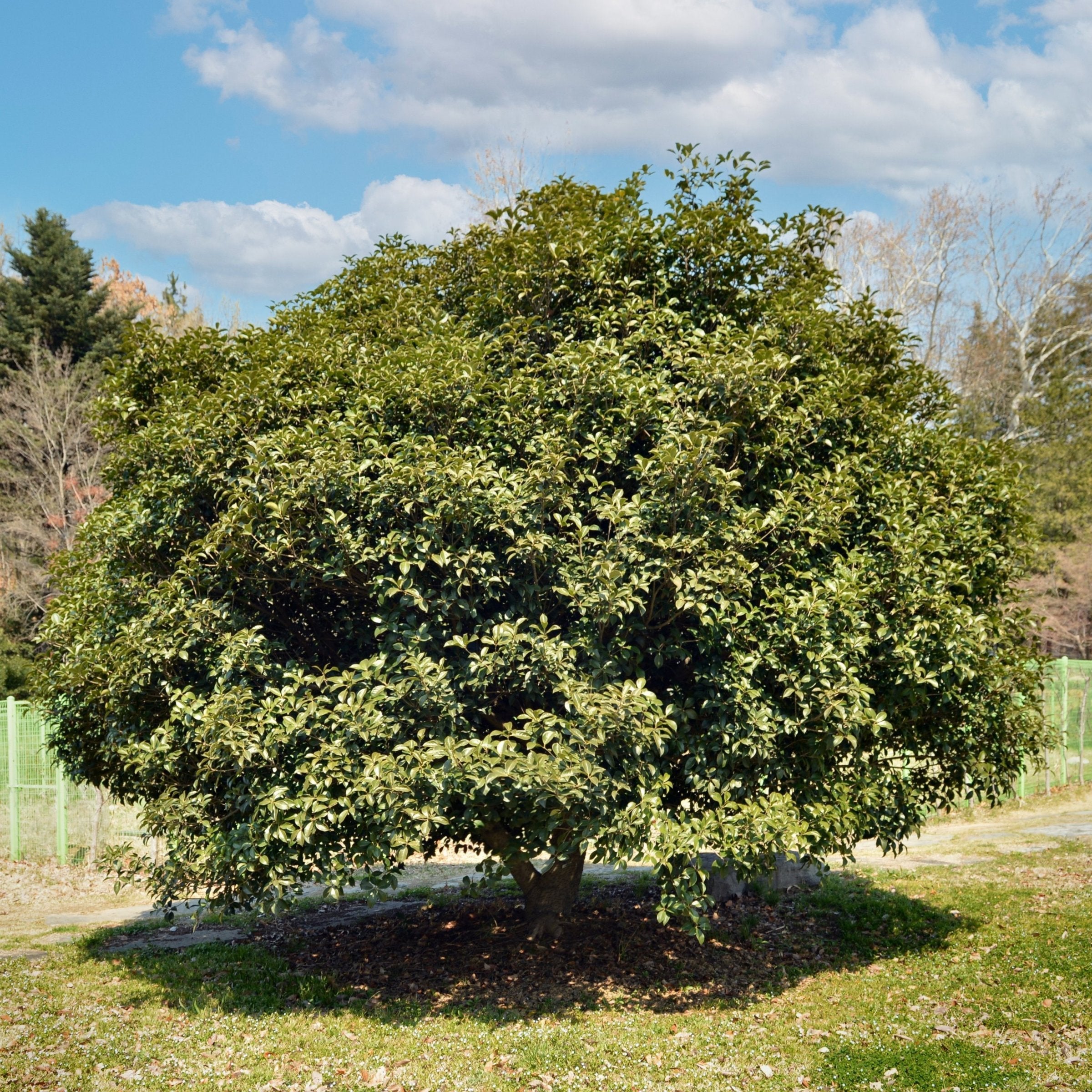 Osmanthus Sweet Olive - 1G Pot