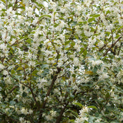 Osmanthus Sweet Olive - 1G Pot