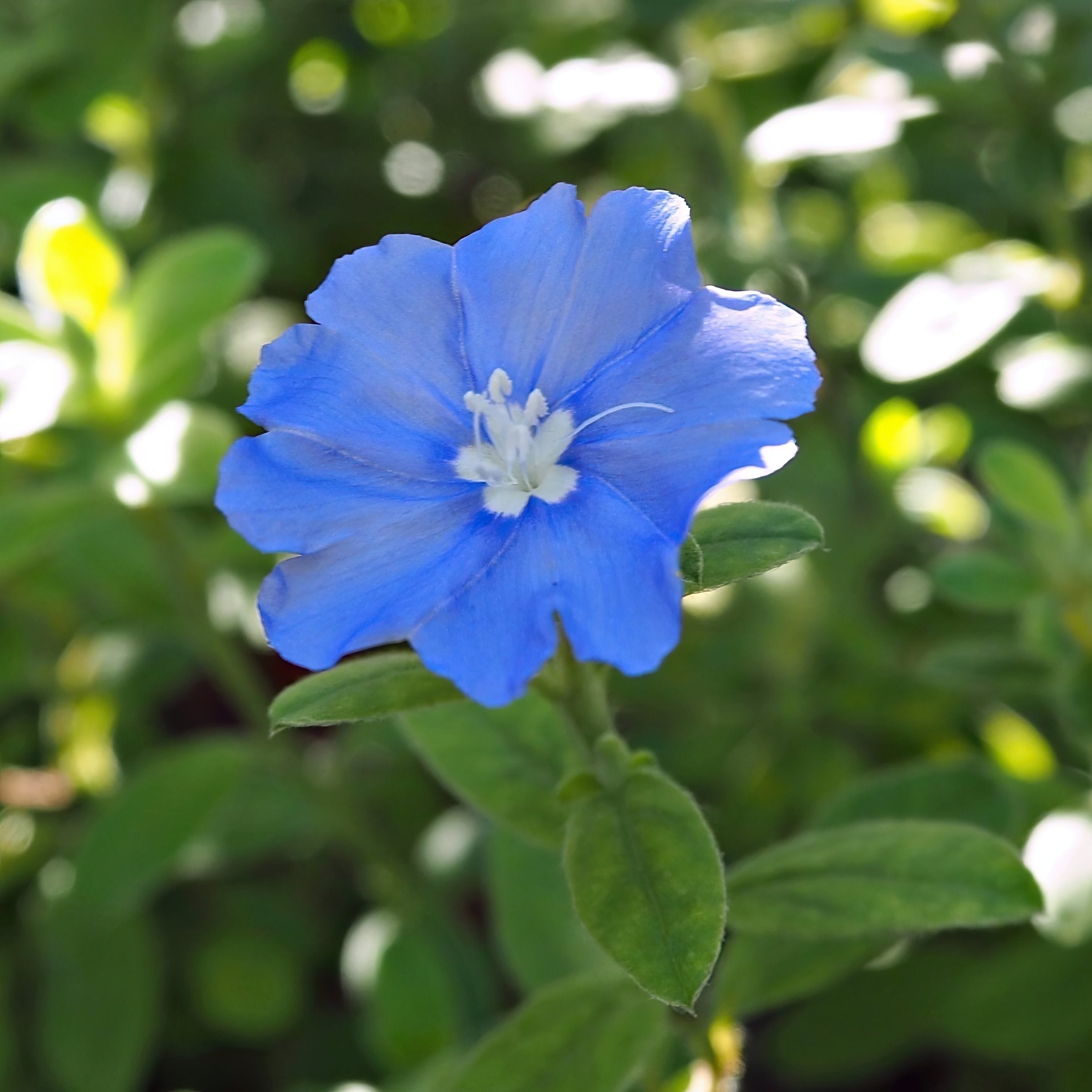 Beach Bum Blue' Evolvulus - 3.25" Pot