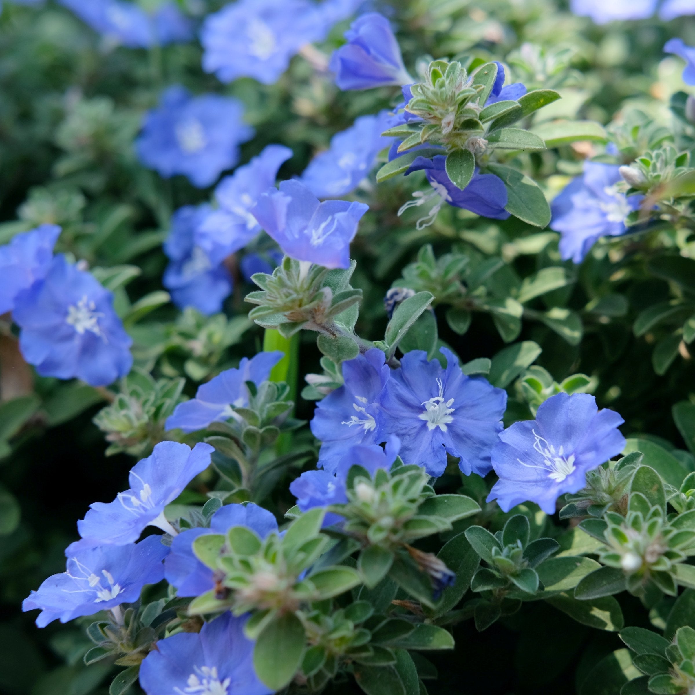 Beach Bum Blue' Evolvulus - 3.25" Pot