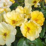 Easy Bee-zy™ Knock Out® Rose - 2G Pot