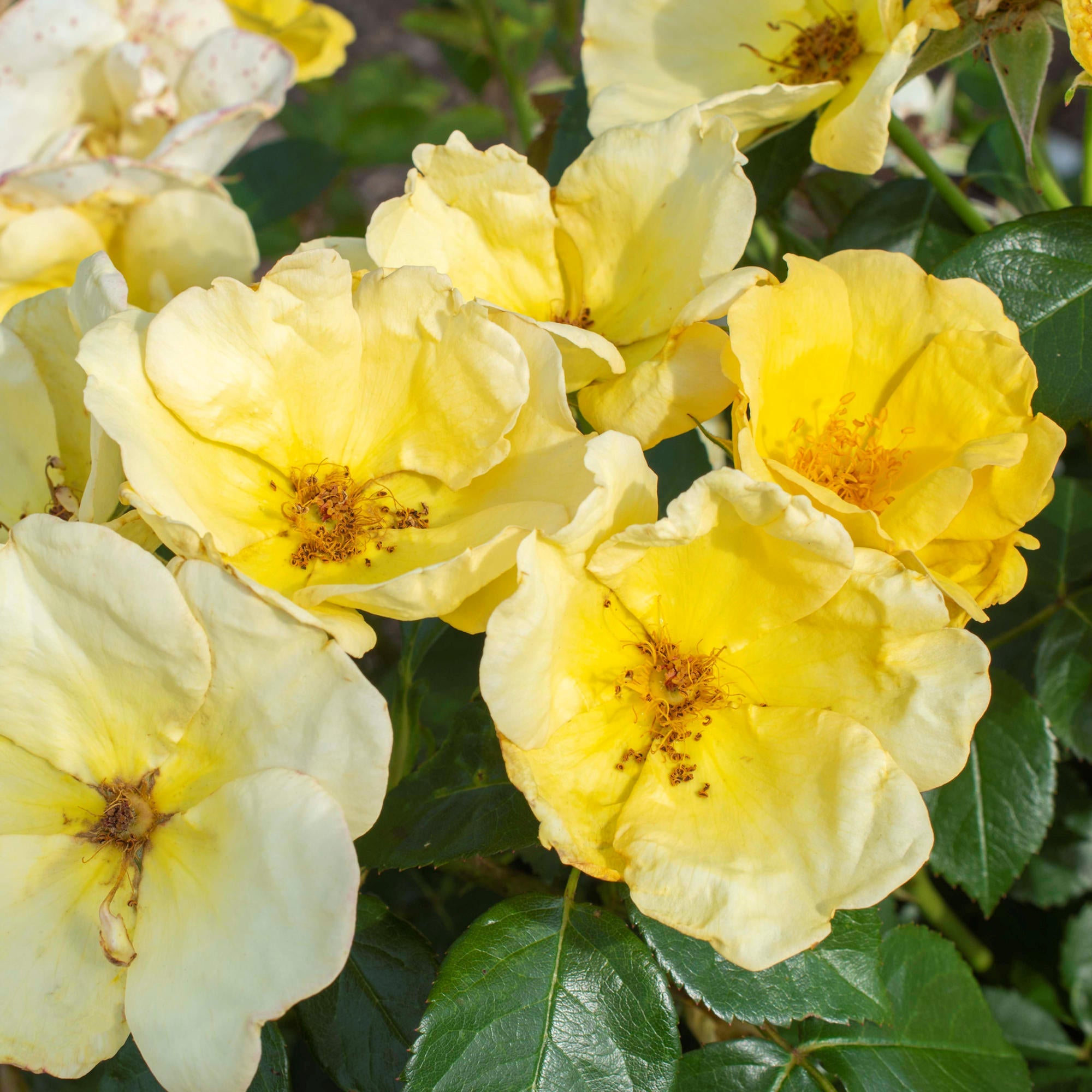 Easy Bee-zy™ Knock Out® Rose - 2G Pot