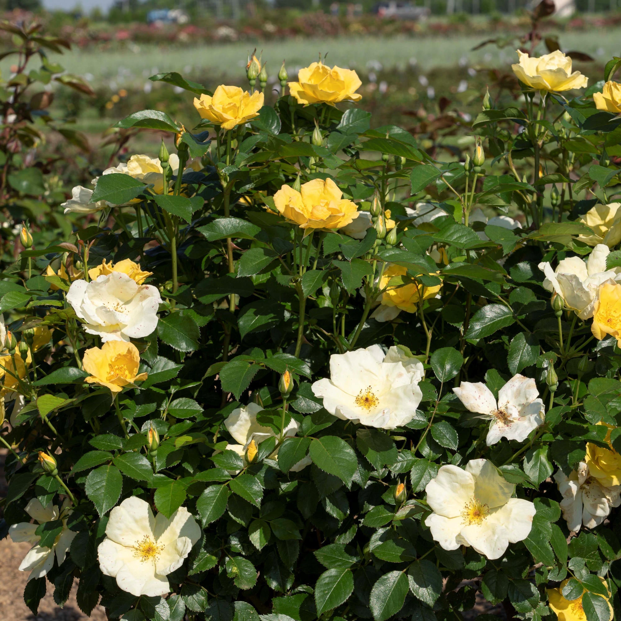 Easy Bee-zy™ Knock Out® Rose - 2G Pot