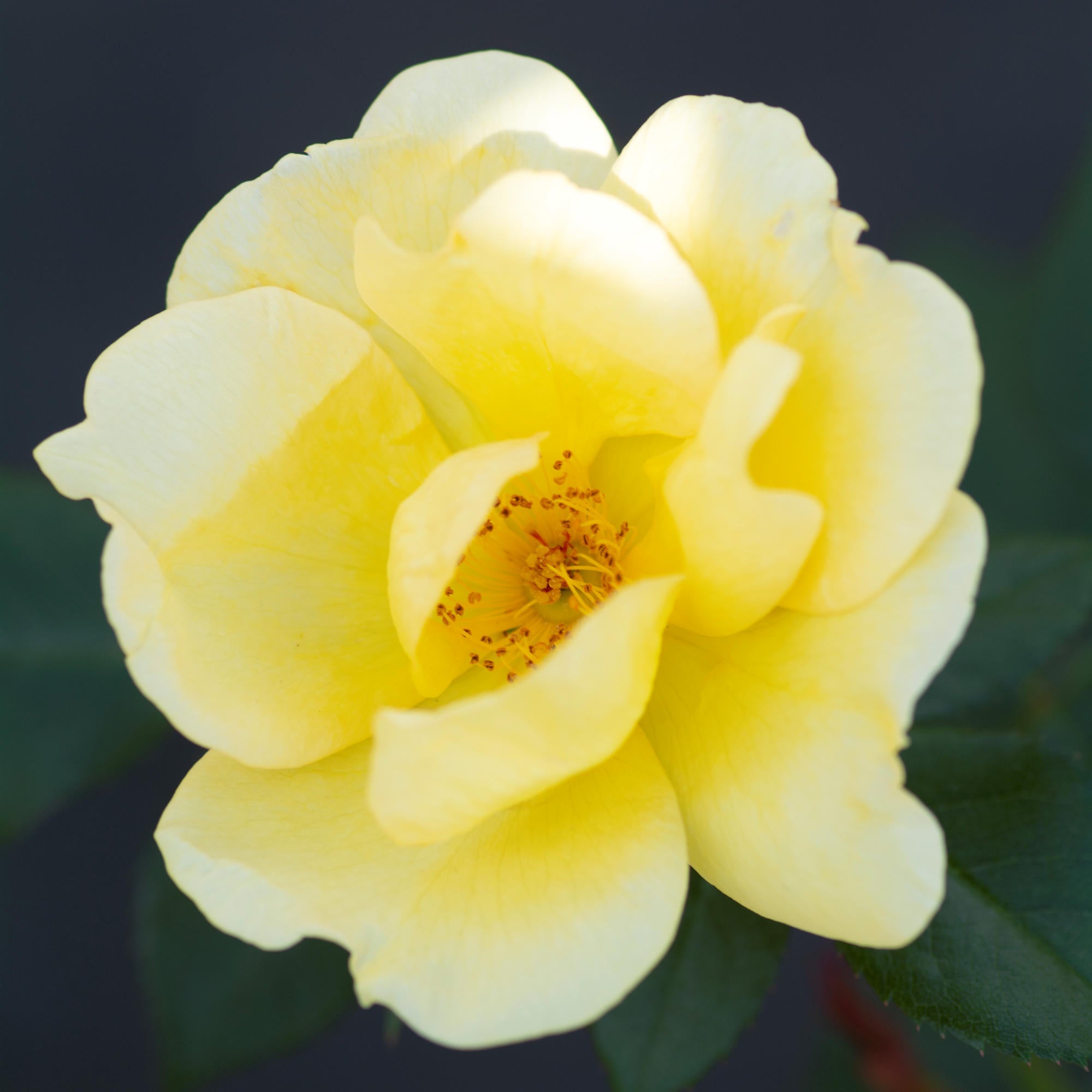 Easy Bee-zy™ Knock Out® Rose - 2G Pot