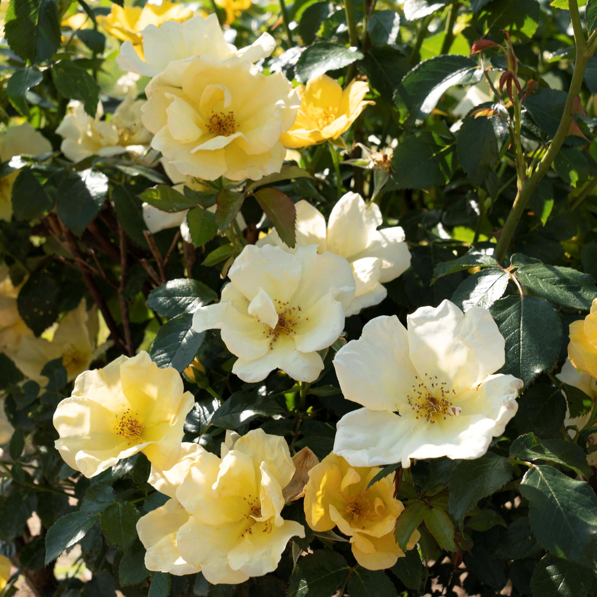 Easy Bee-zy™ Knock Out® Rose - 2G Pot