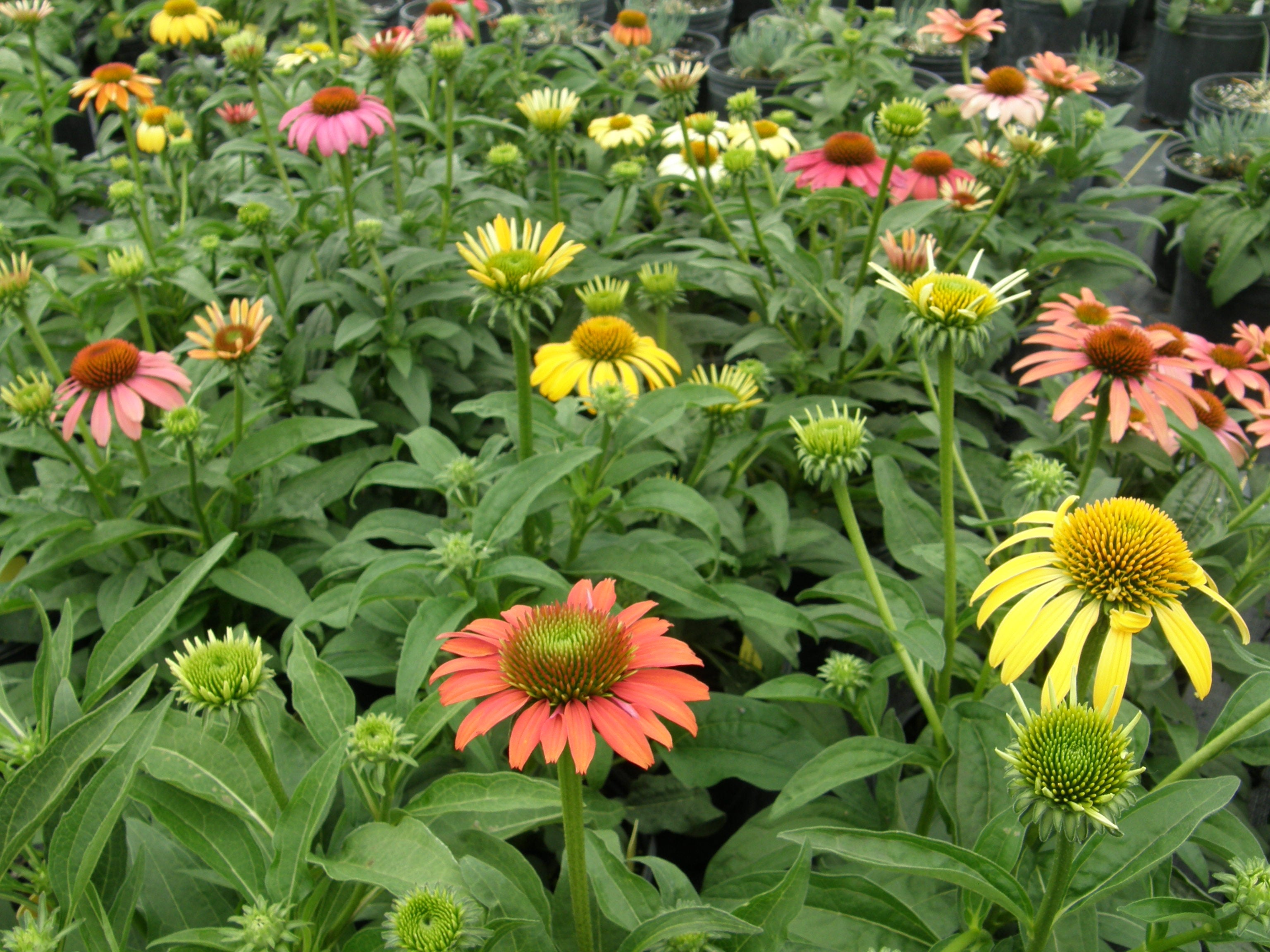Echinacea 'Cheyenne Spirit' Coneflower - 3.25" Pot, SPRING PREORDER
