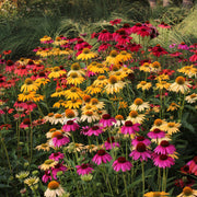 Echinacea 'Cheyenne Spirit' Coneflower - 3.25" Pot, SPRING PREORDER
