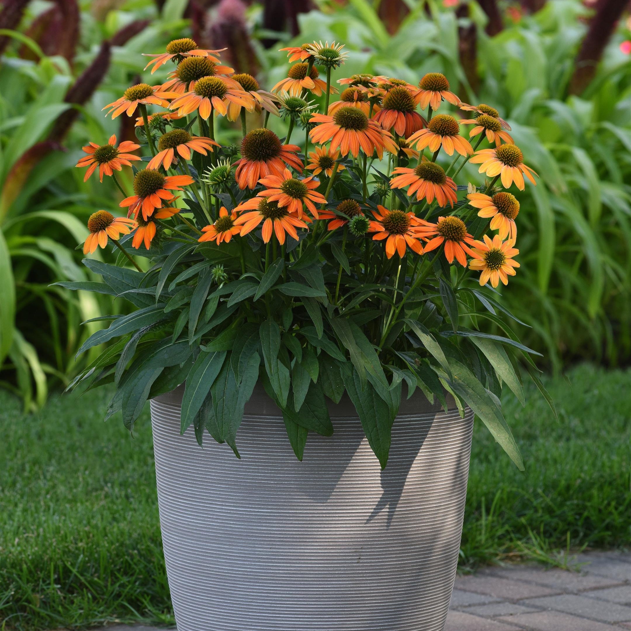 Pet Friendly Plant Club - Delivered Monthly, FREE SHIPPING!