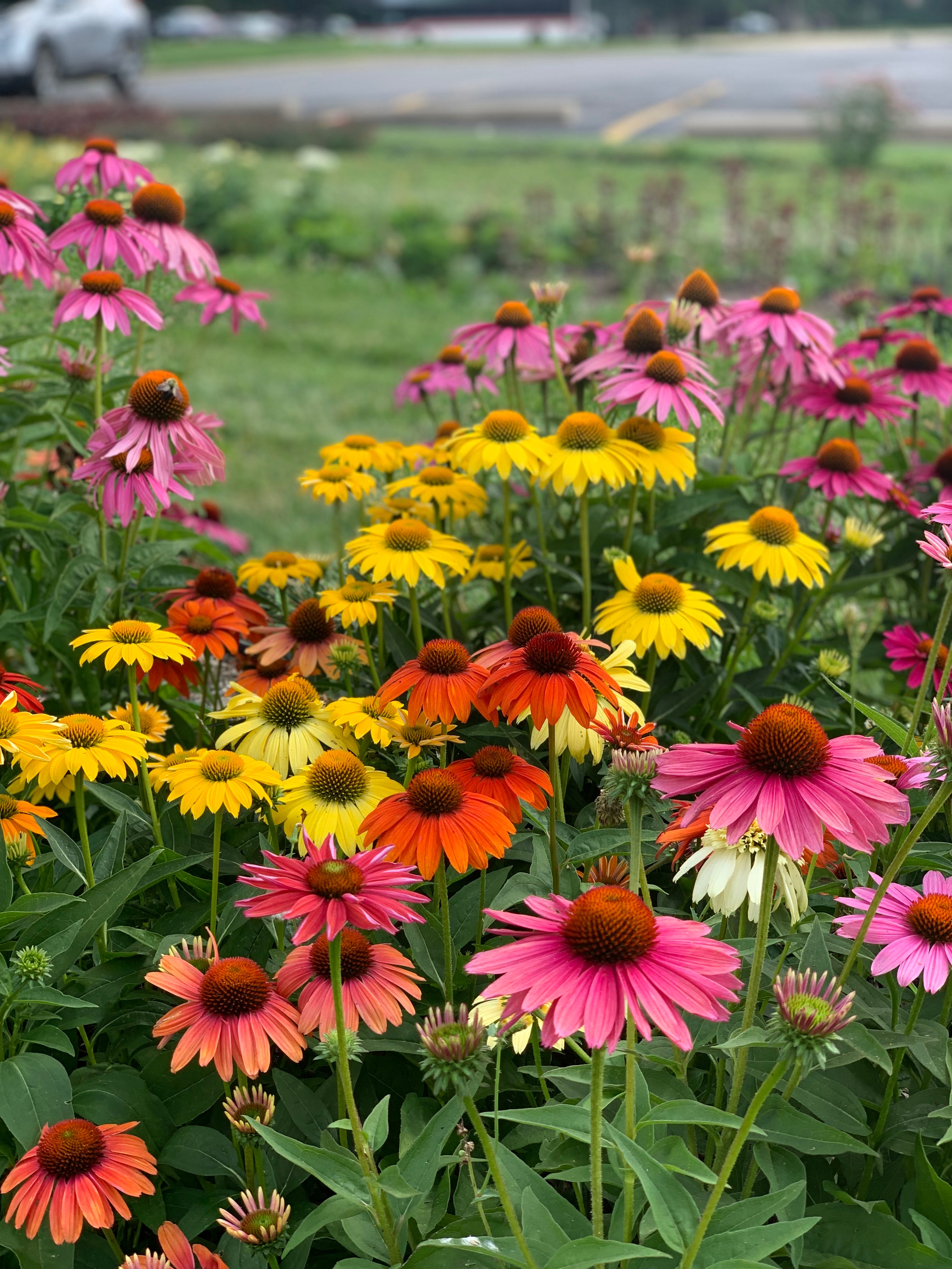 Echinacea 'Cheyenne Spirit' Coneflower - 3.25" Pot (Pick Up Only)