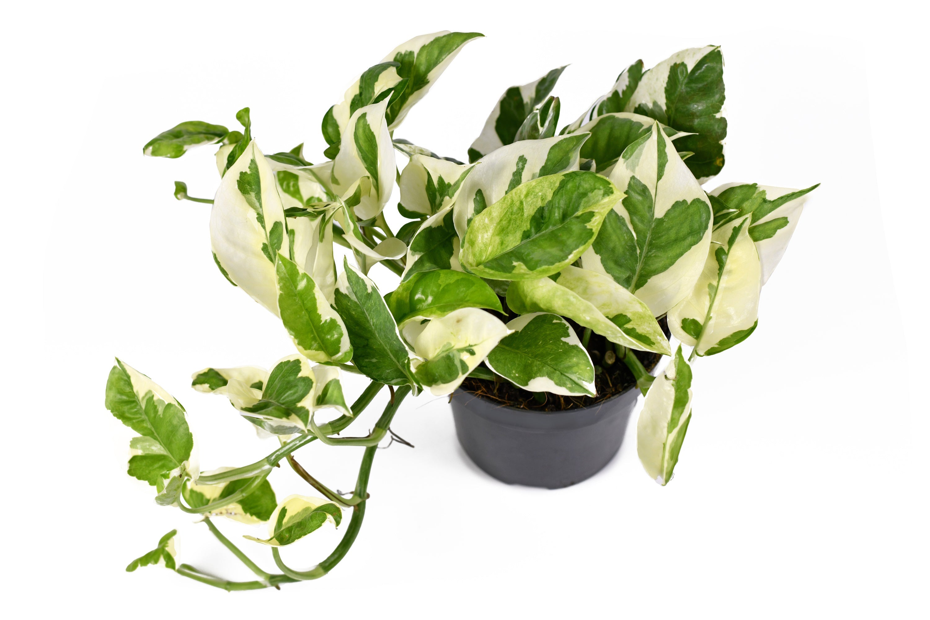 Pearls & Jade Pothos - 4" Pot