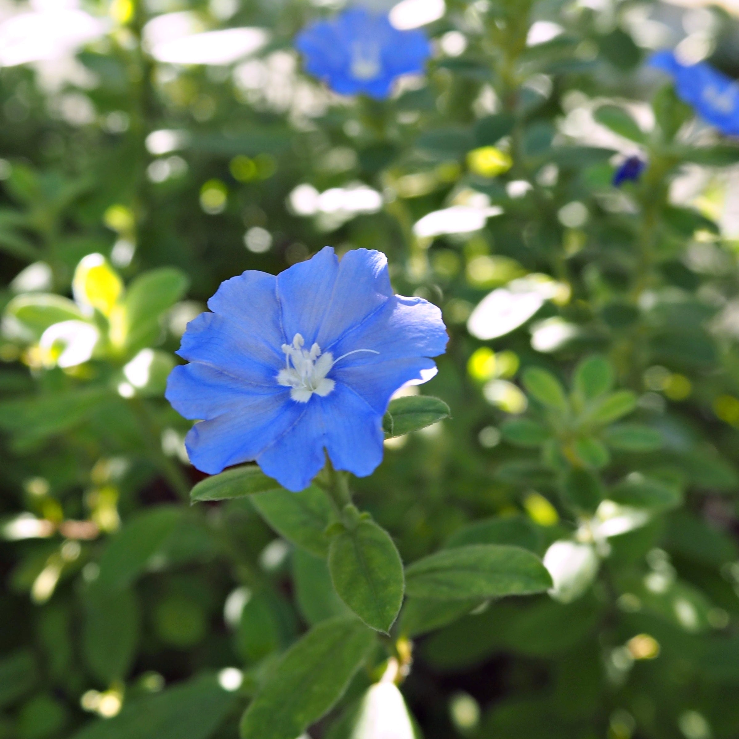 Evolvulus Beach Bum Blue - 3.25" Pot (Pick Up Only)