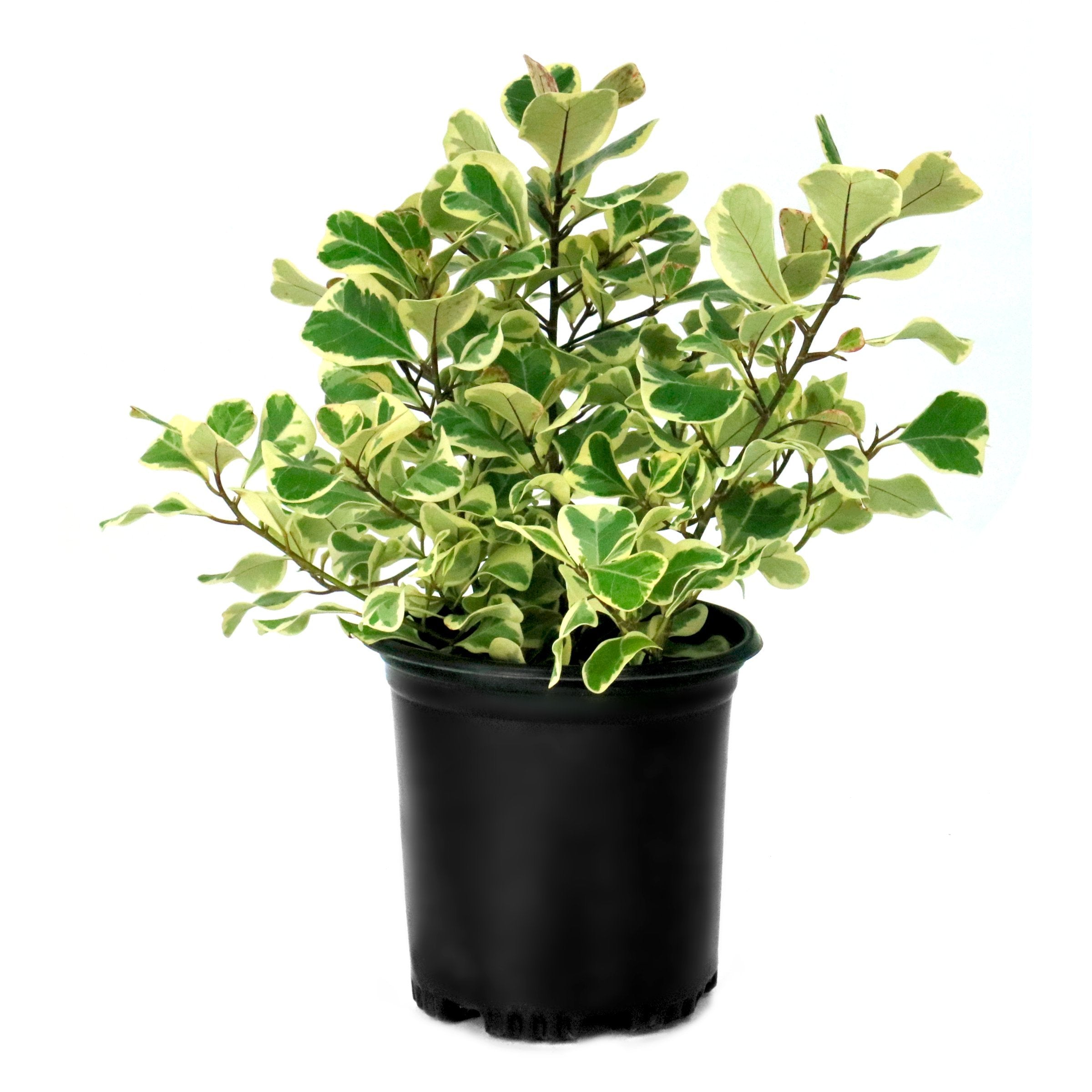 Ficus Triangularis - 5.5" Pot