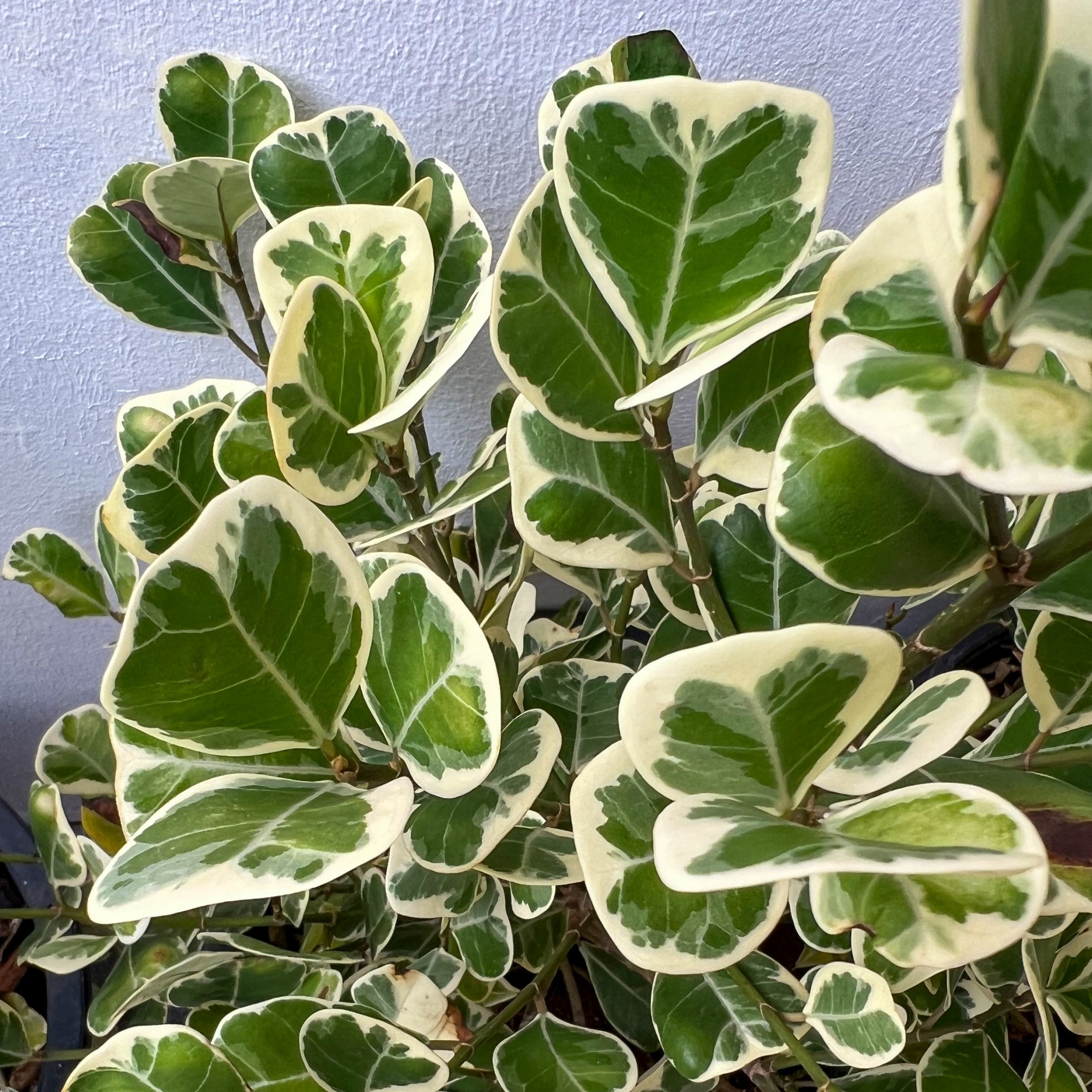 Ficus Triangularis - 1 Gallon Pot