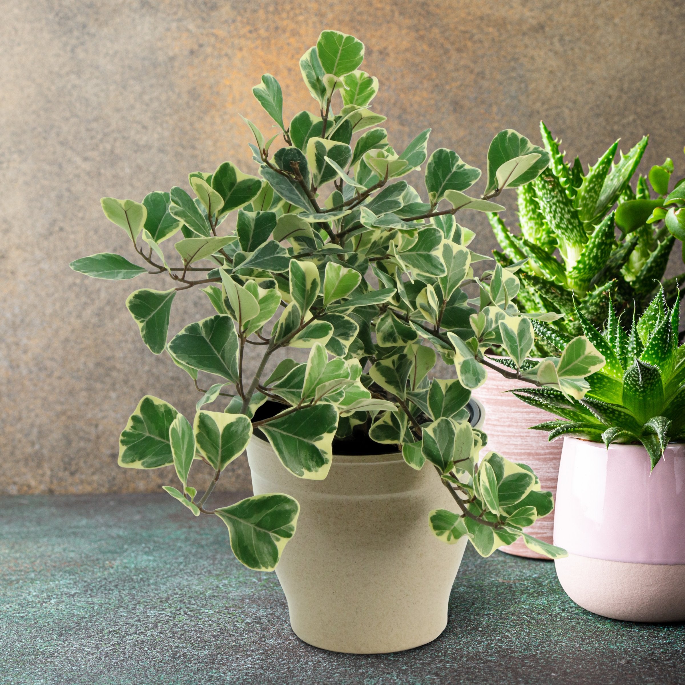 Ficus Triangularis - 1 Gallon Pot