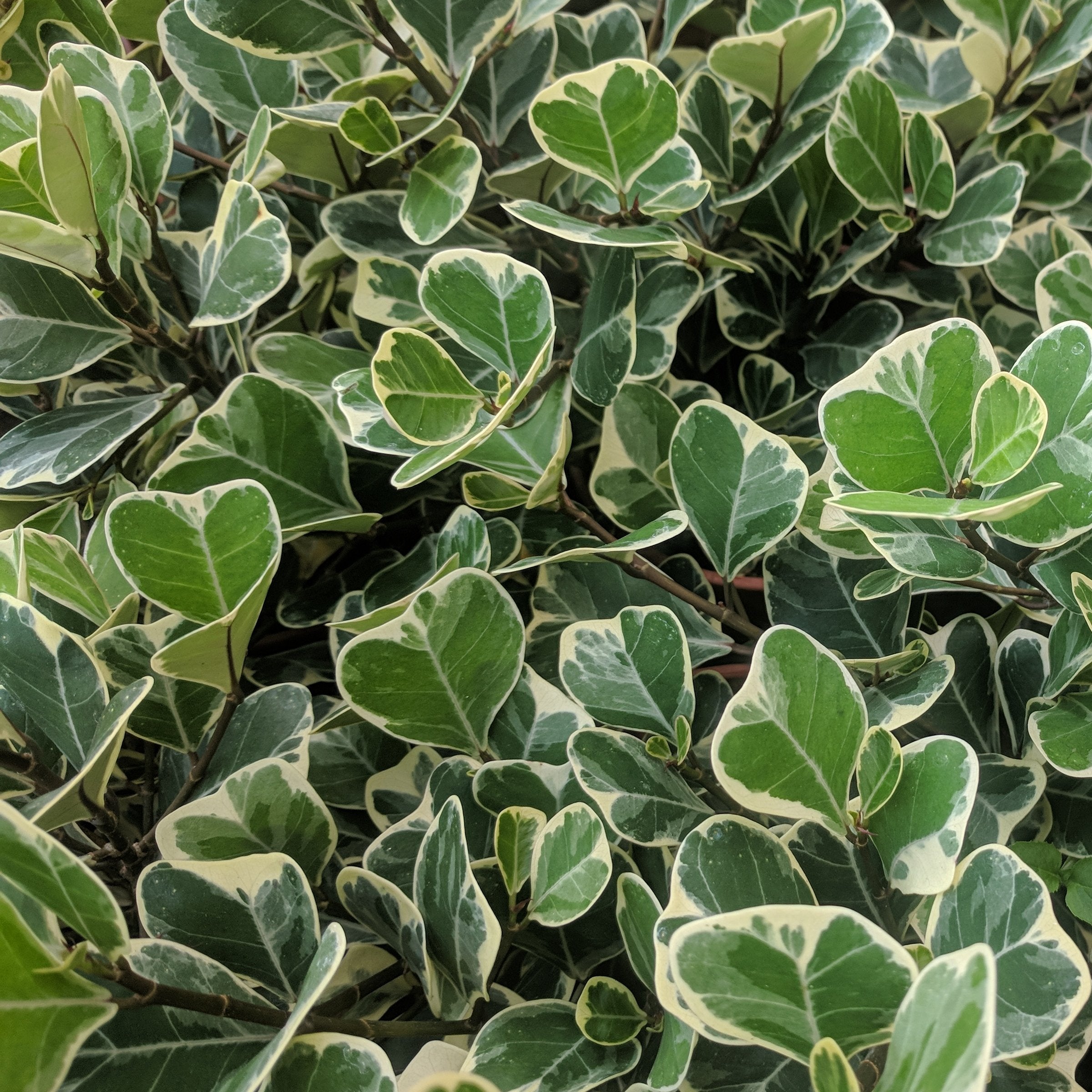 Ficus Triangularis - 5.5" Pot