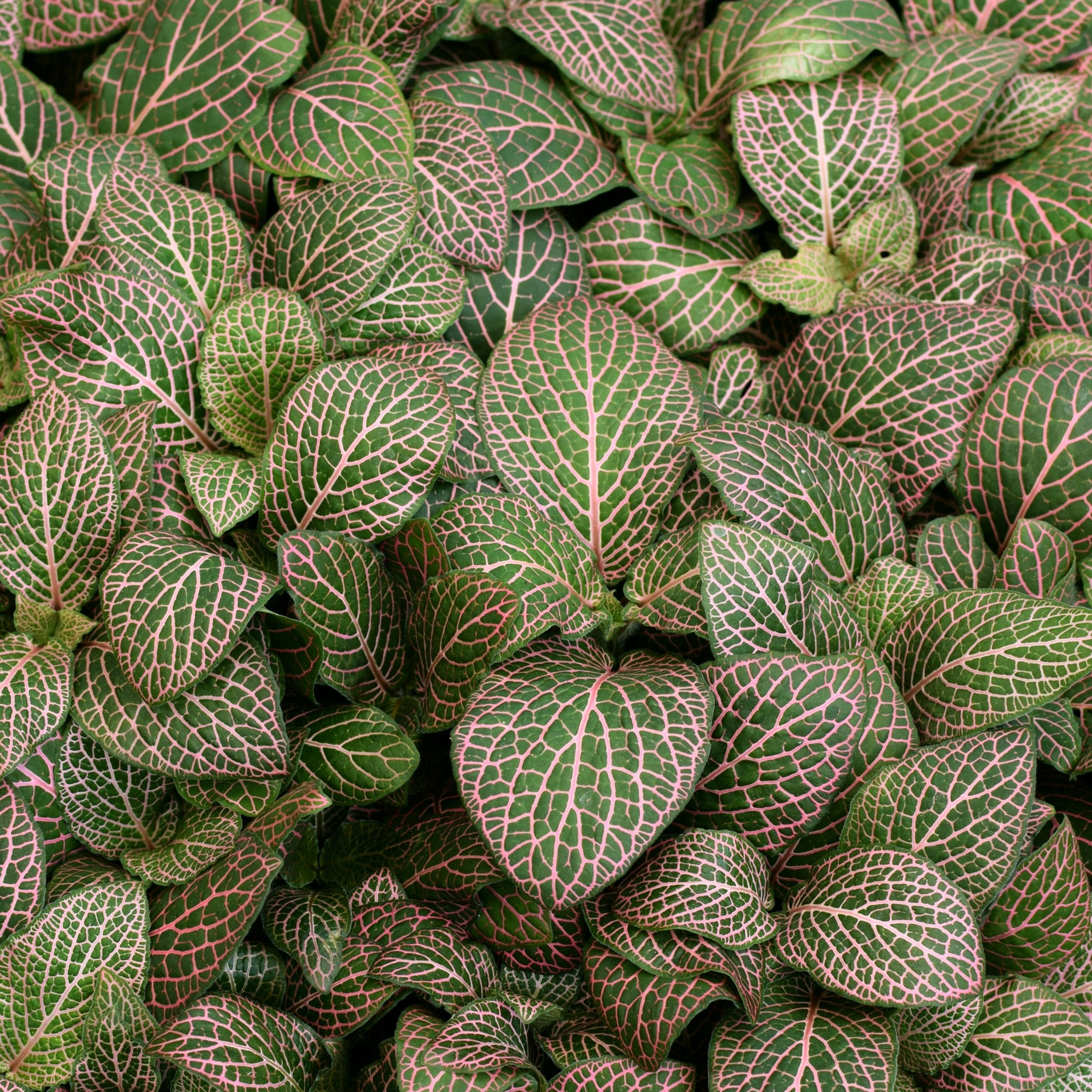 Fittonia Pink' Nerve Plant - 8" Hanging Basket