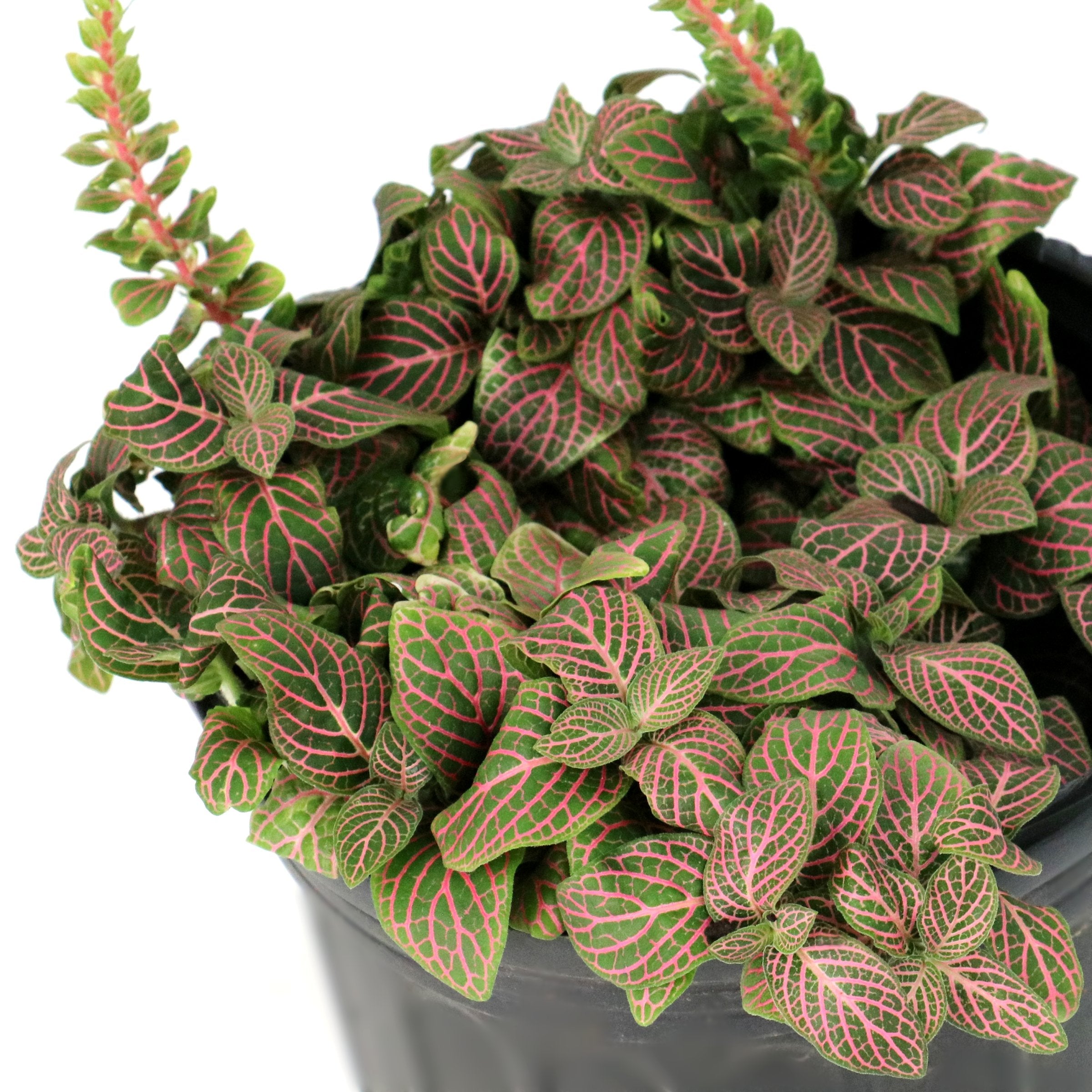 Fittonia Pink' Nerve Plant - 8" Hanging Basket