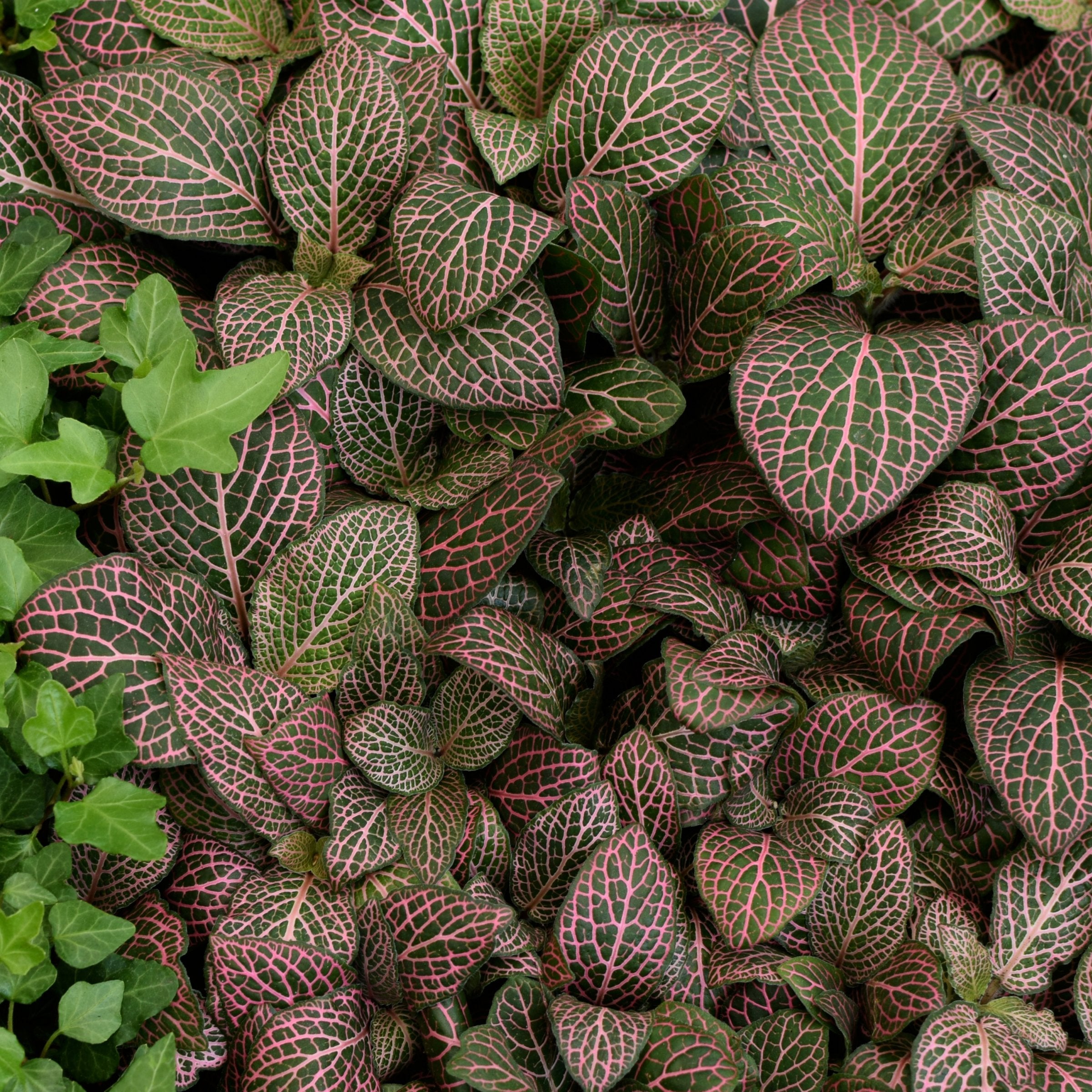 pink and green hanging plant Fittonia Pink' Nerve Plant