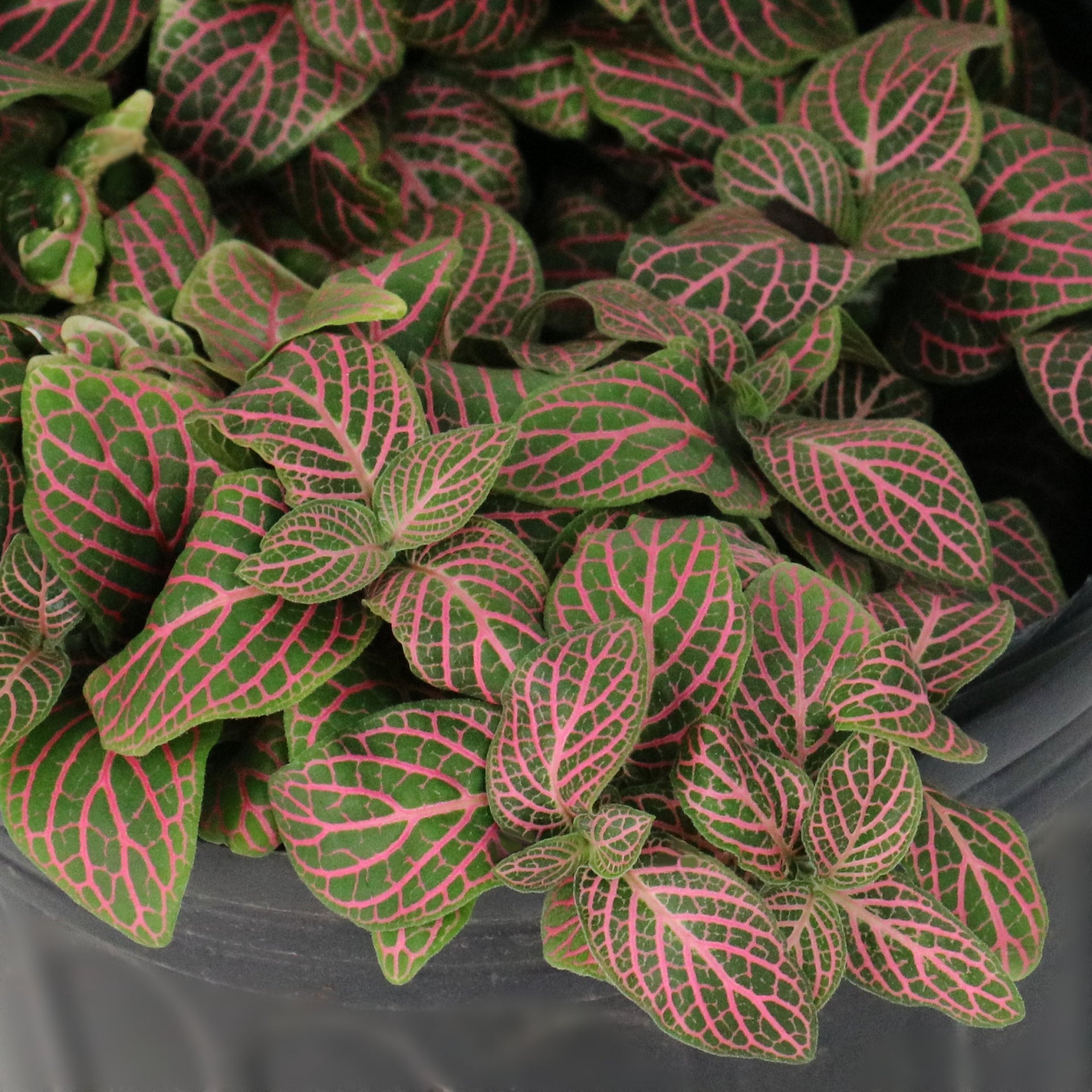 nerve plant hanging basket Fittonia Pink' Nerve Plant