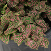 Fittonia Pink' Nerve Plant - 8" Hanging Basket