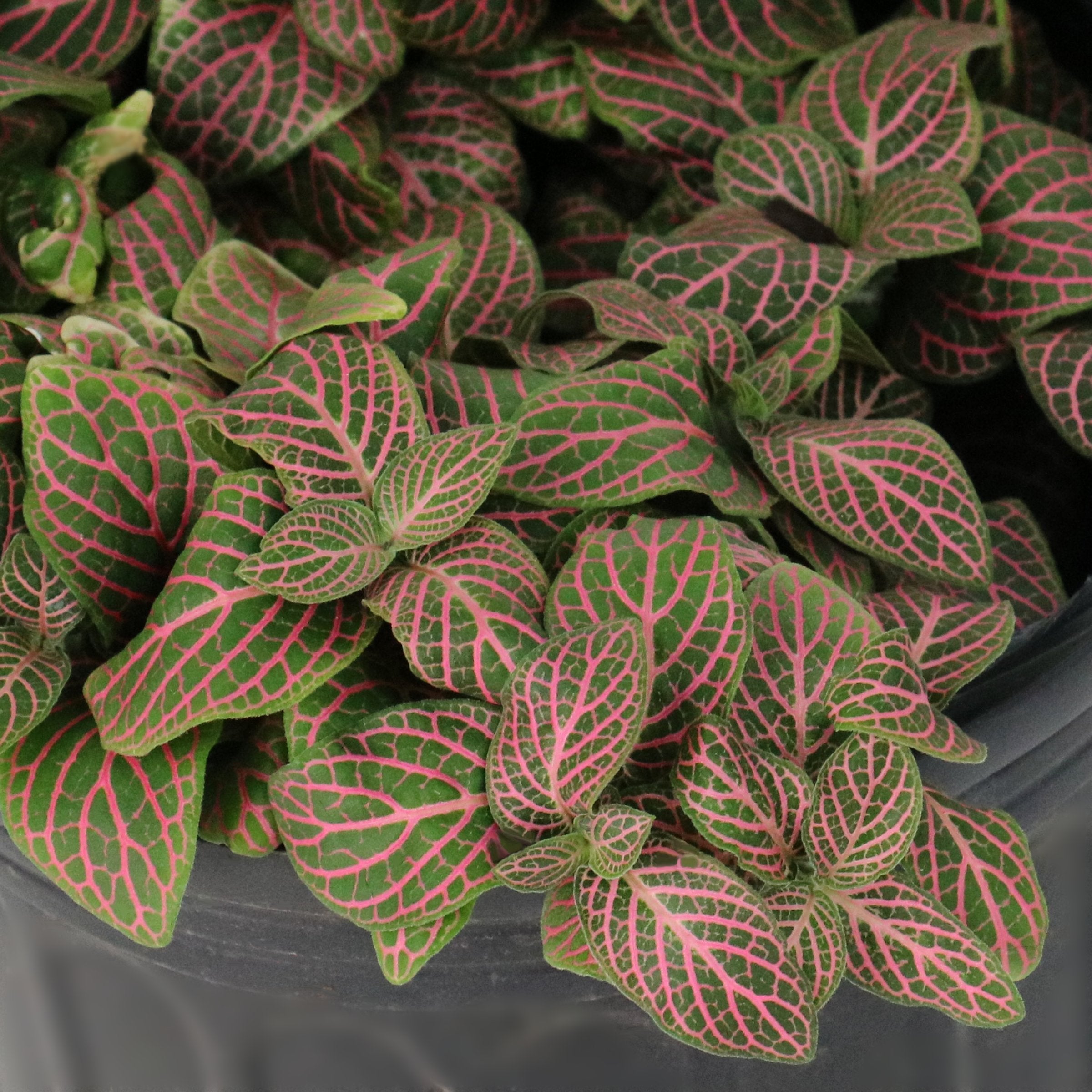 Fittonia Pink' Nerve Plant - 8" Hanging Basket