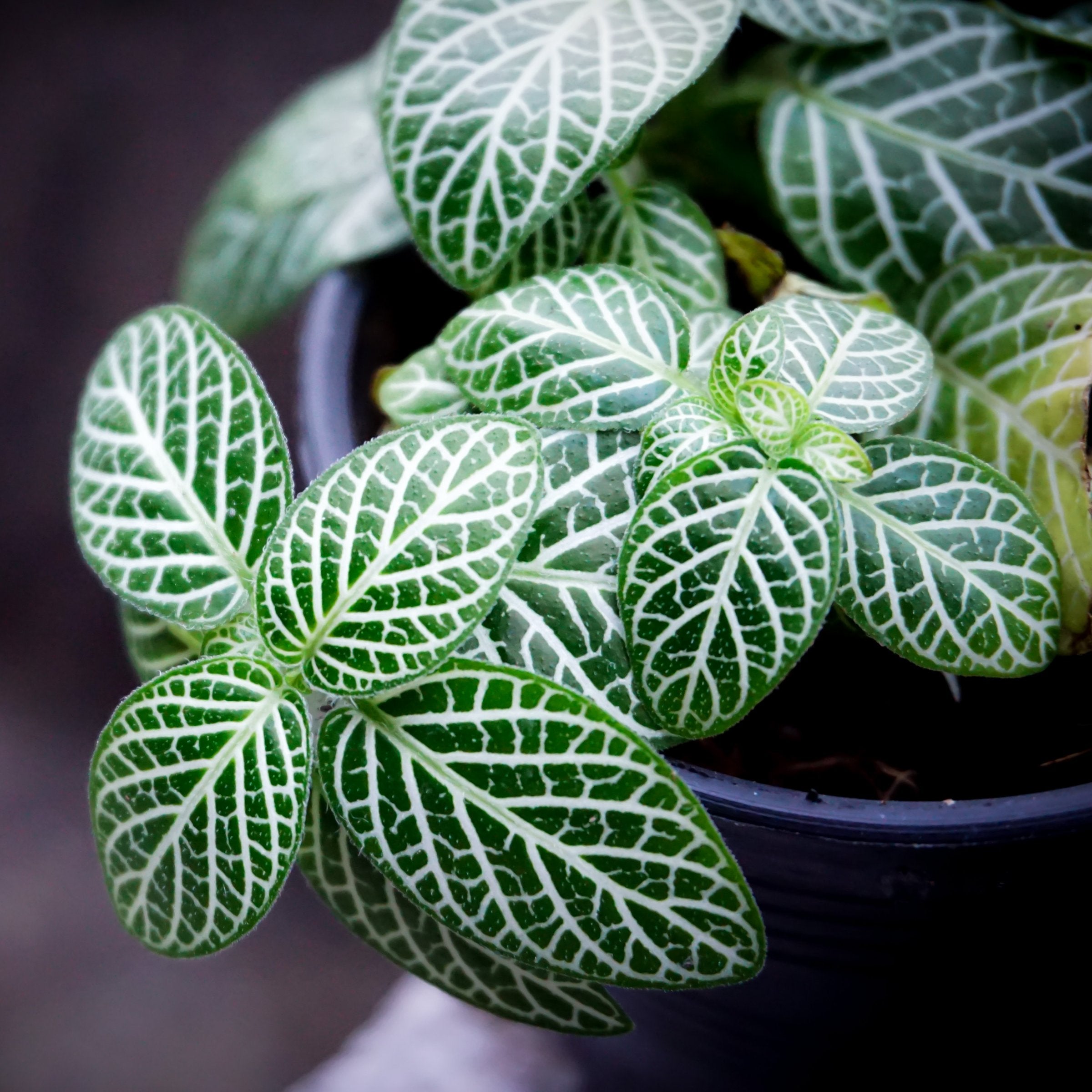 Fittonia, Silver' Nerve Plant - 4" Pot, SPRING PREORDER