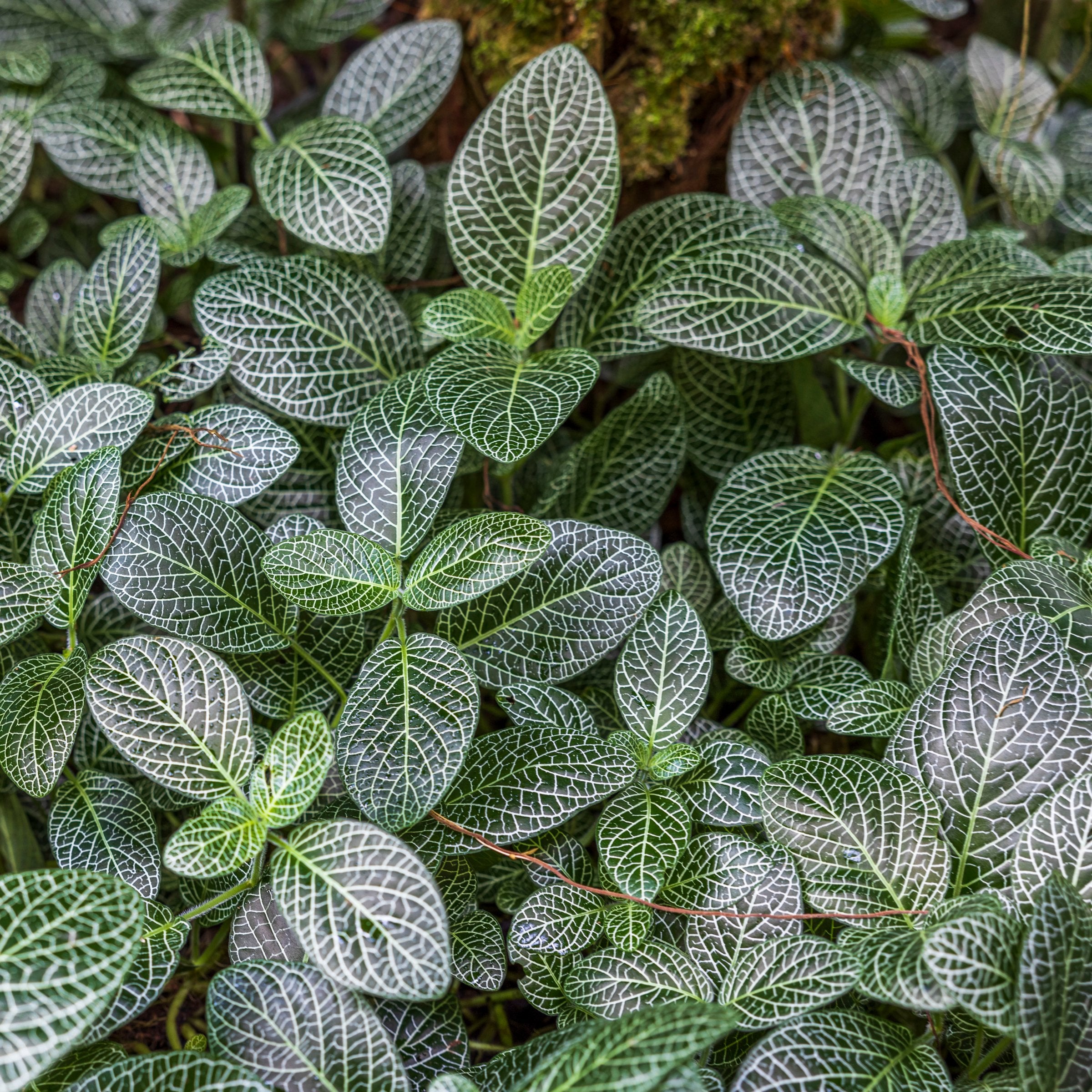 Fittonia, Silver' Nerve Plant - 4" Pot, SPRING PREORDER