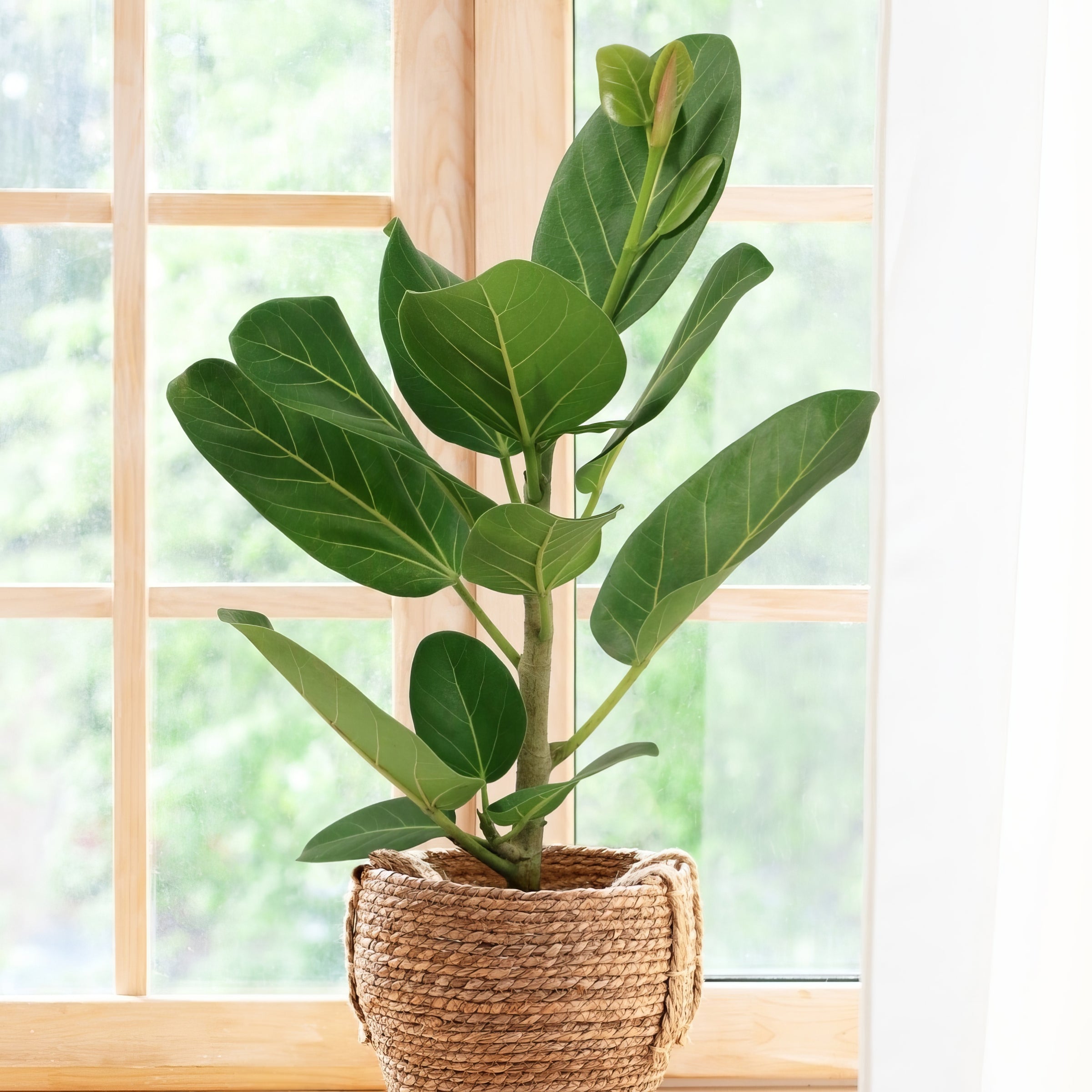 Cottage Farms Direct