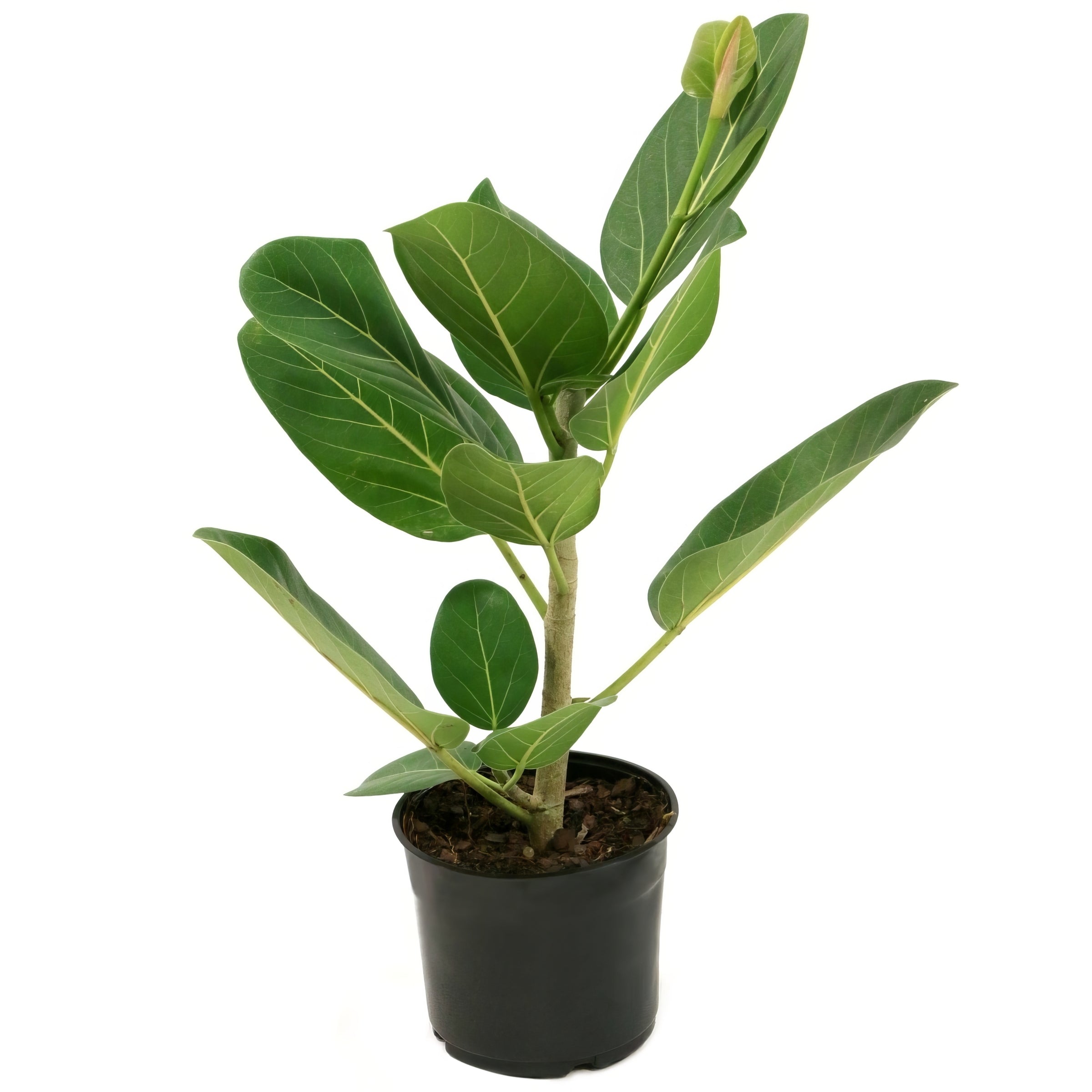 Cottage Farms Direct