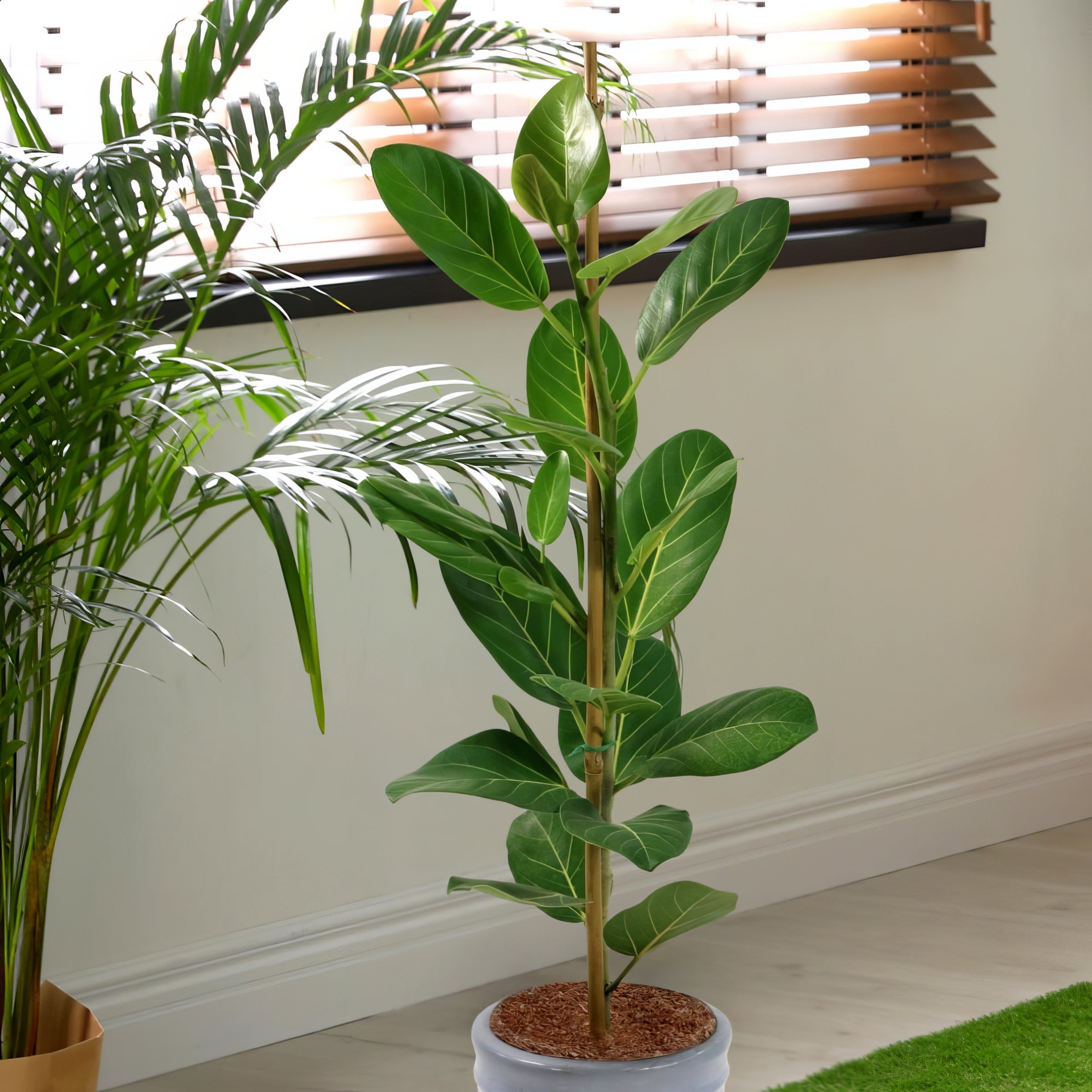 Cottage Farms Direct