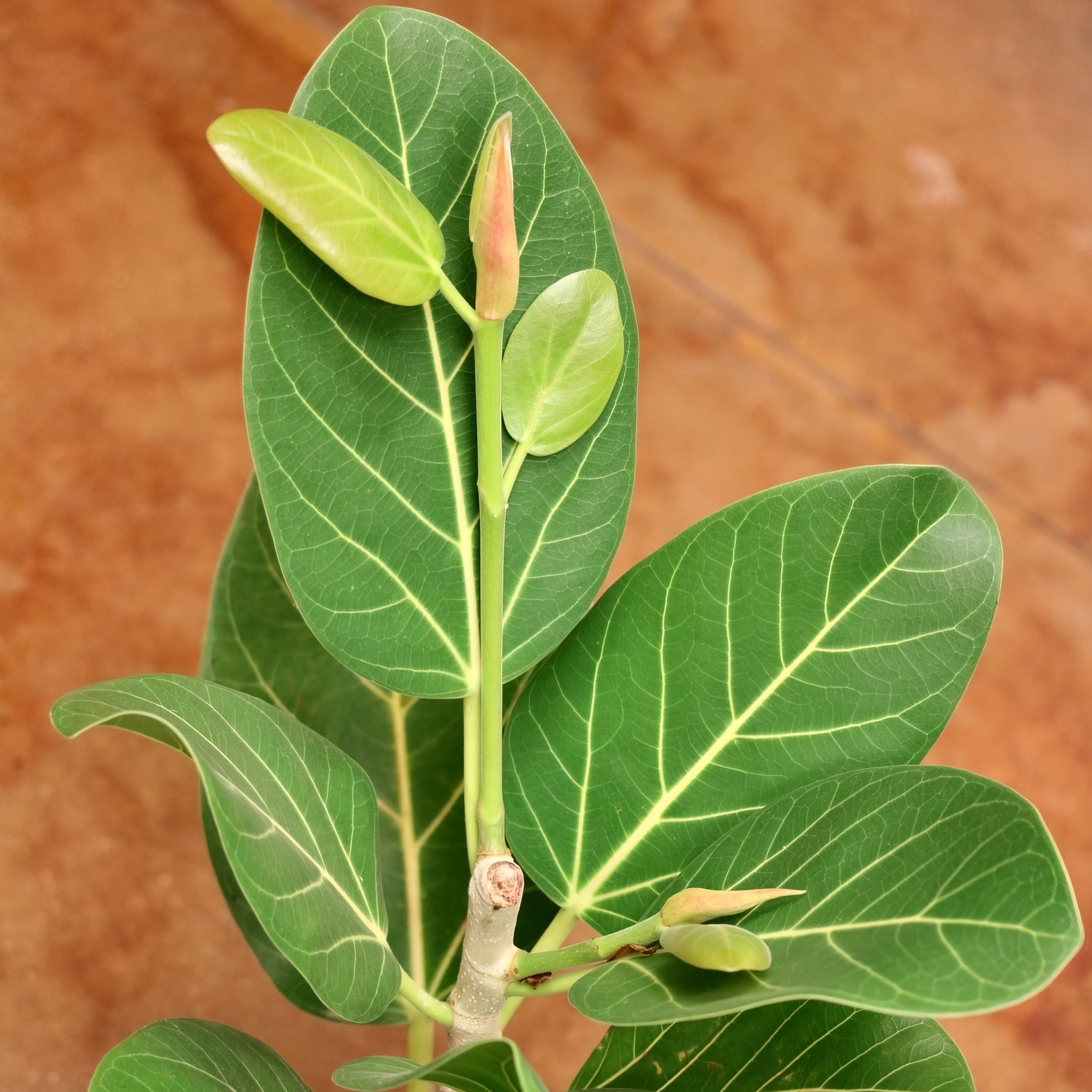 Cottage Farms Direct