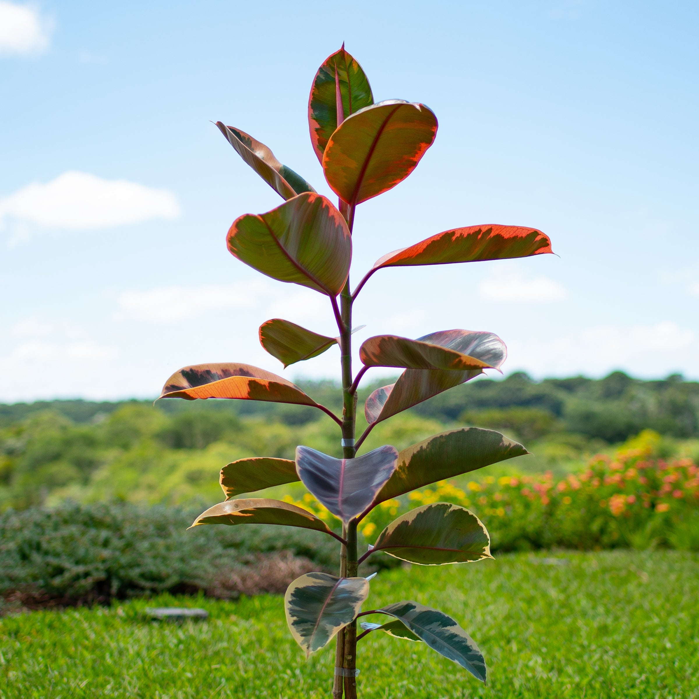 Cottage Farms Direct