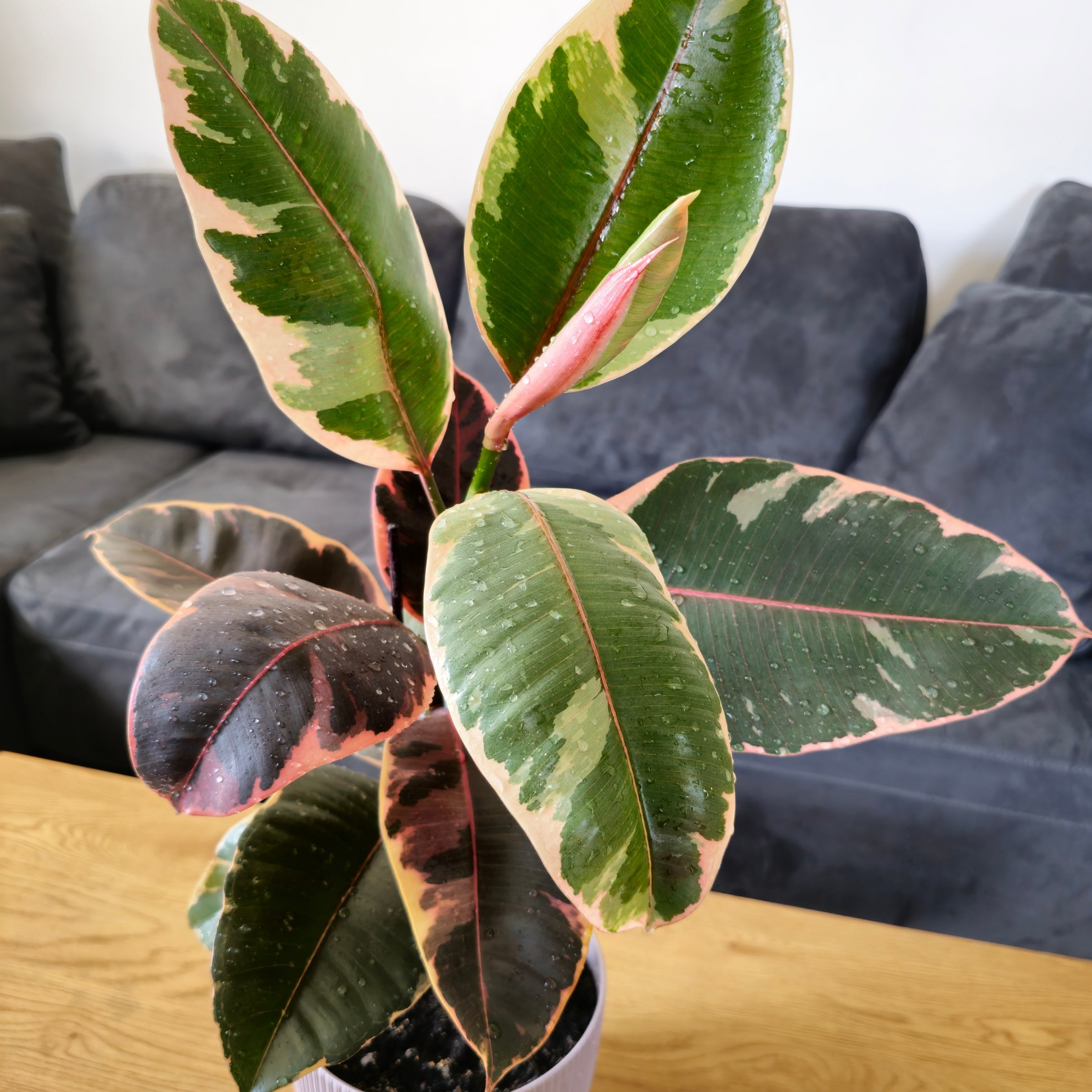 Cottage Farms Direct