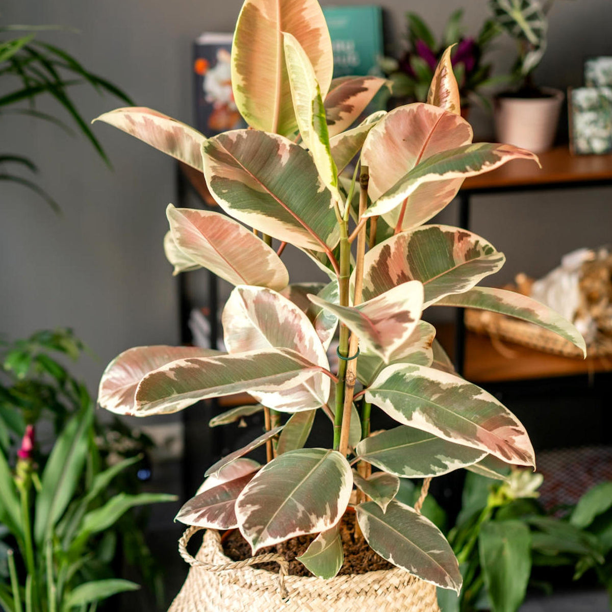 Ficus Ruby - 1 Gallon Pot (NOVEMBER PICK UP SALE)