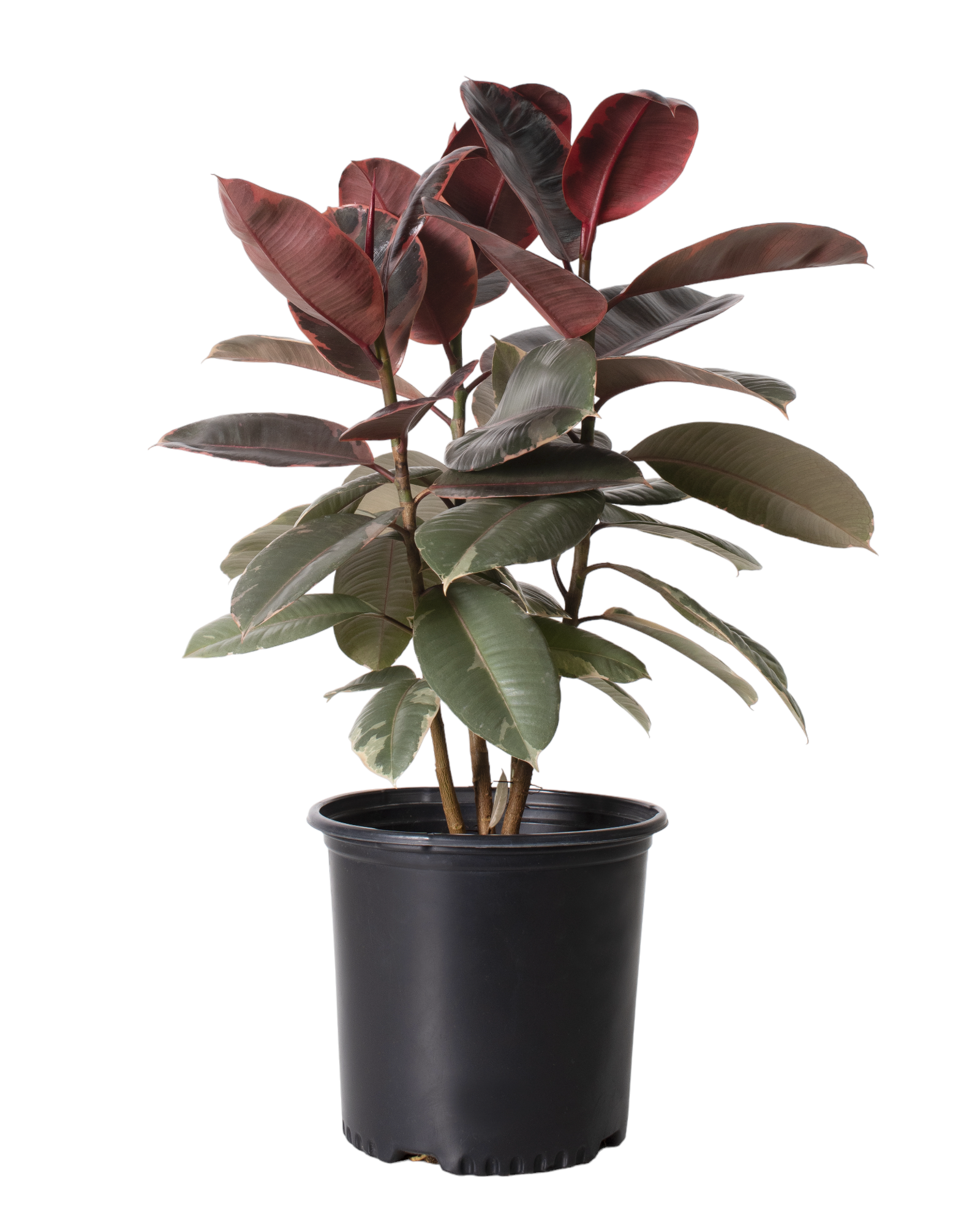 ficus ruby indoor plant Ficus Ruby