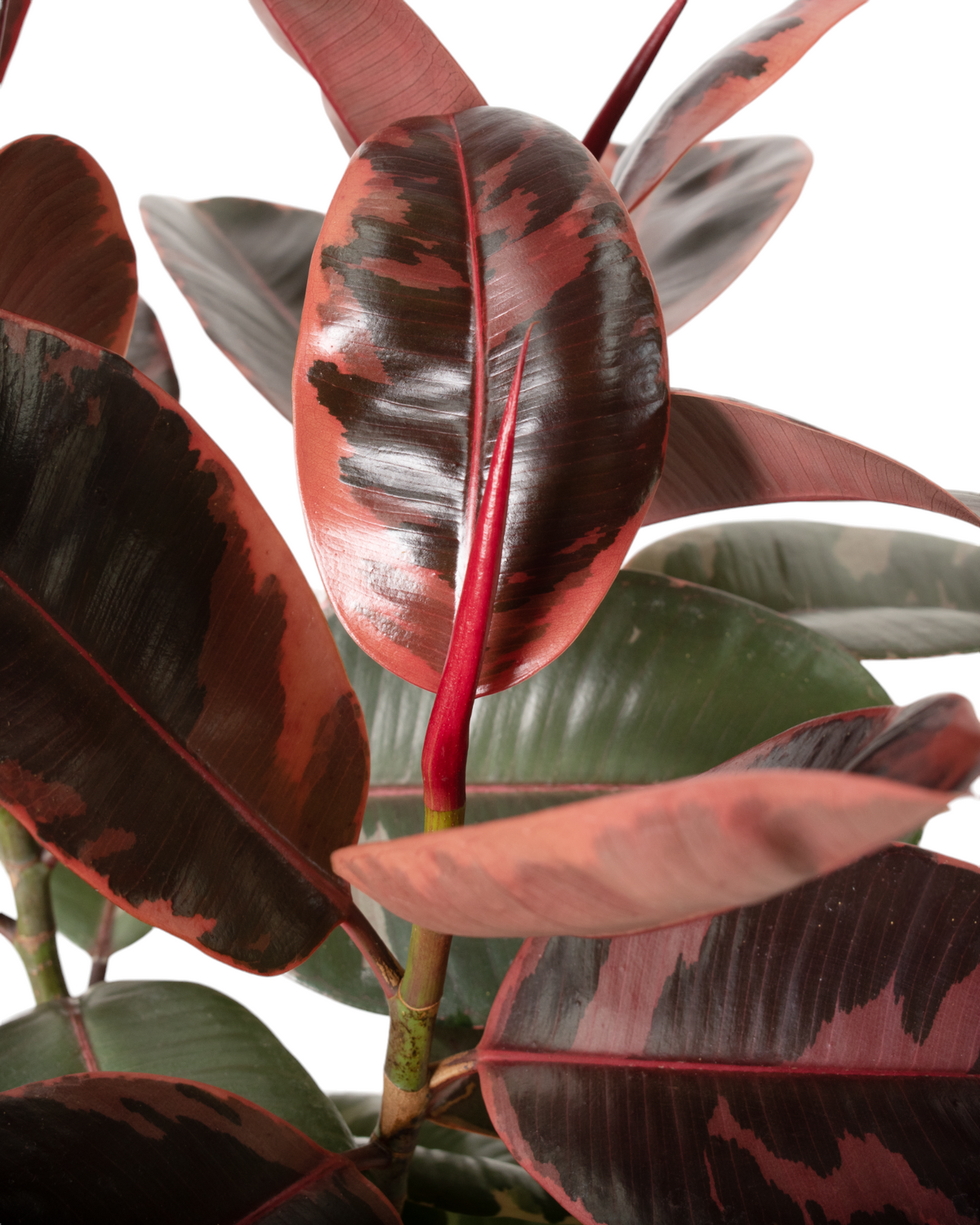 10 Inch Ficus Ruby Ficus Ruby - 1 Gallon Pot – Cottage Farms