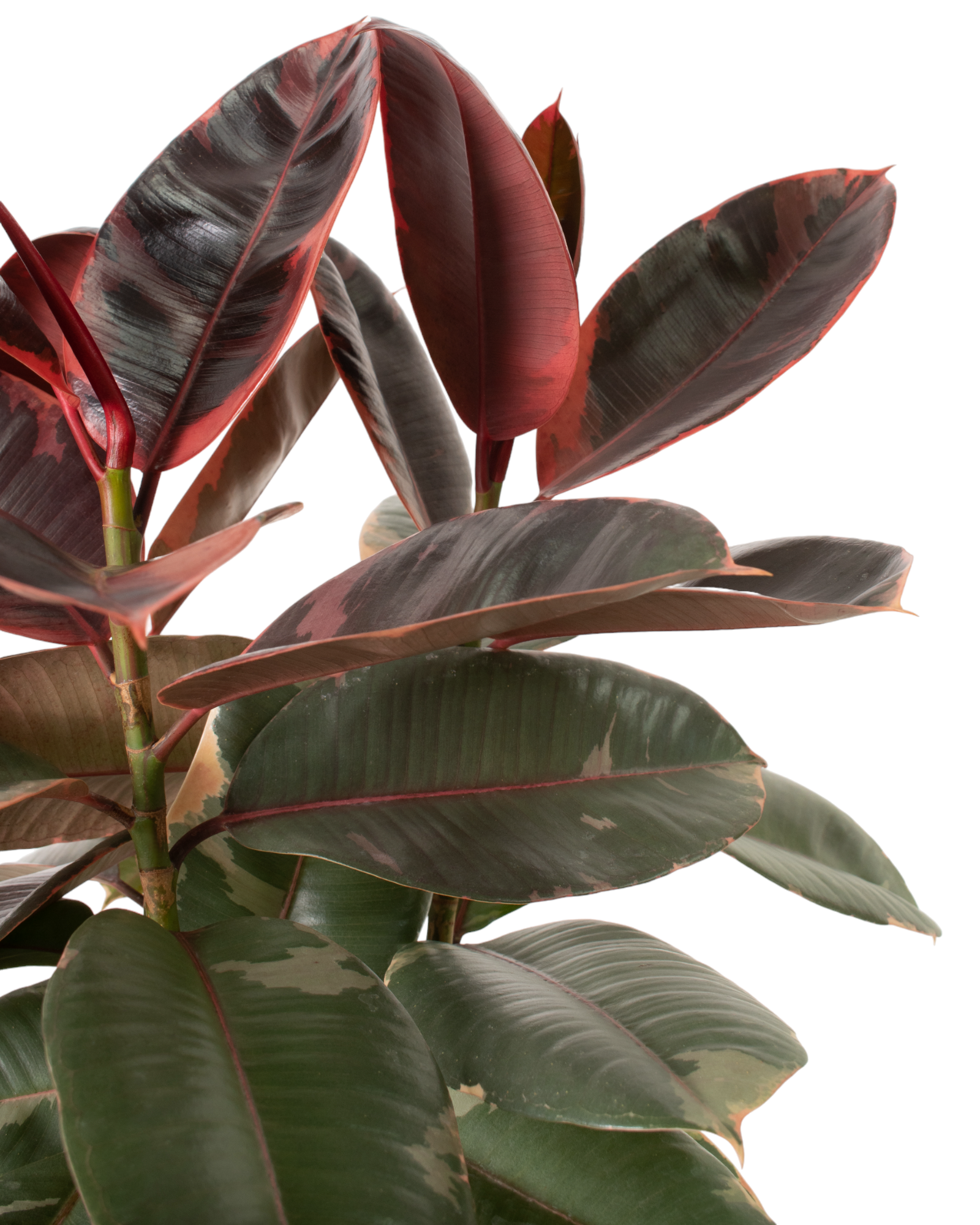 indoor plant of the month club Houseplant Club