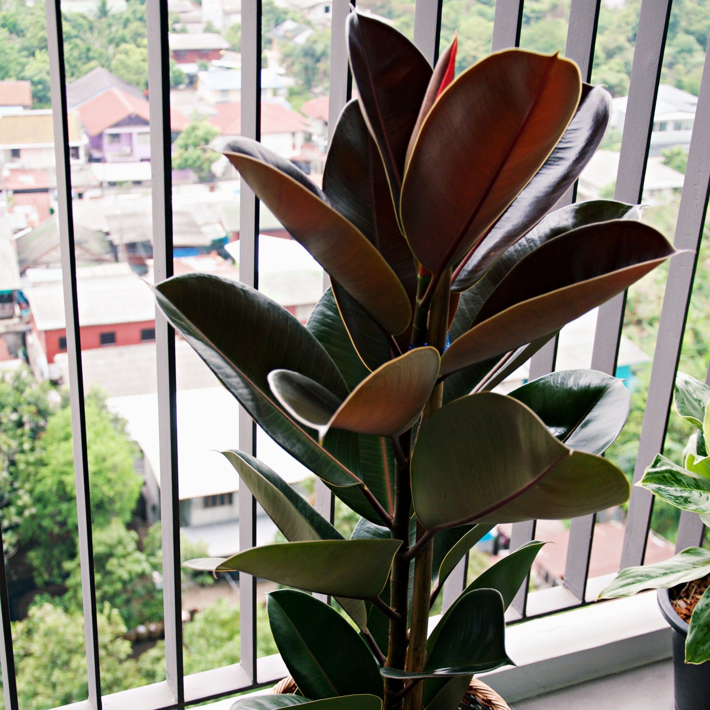 Cottage Farms Direct