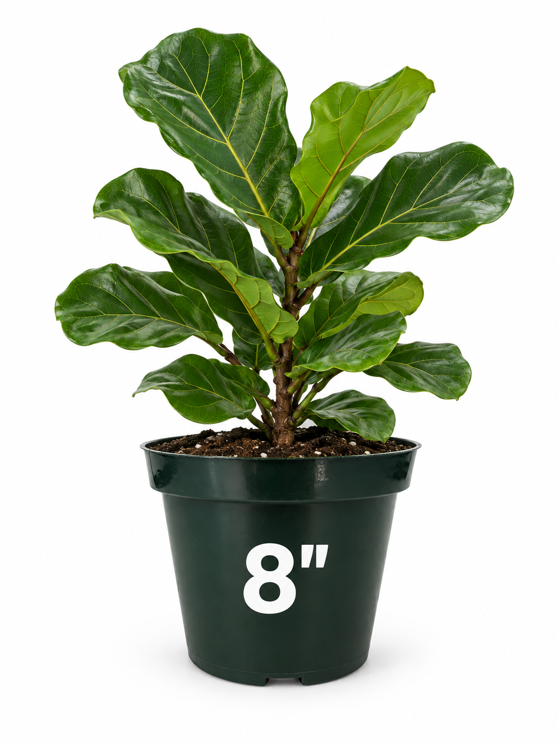 6 Piece – Forest Green Plastic Planter, 8” (NOVEMBER PICK UP SALE)