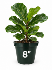 6 Piece – Forest Green Plastic Planter, 8” (NOVEMBER PICK UP SALE)