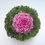 Crystal Pink Ornamental Kale 4" Pot