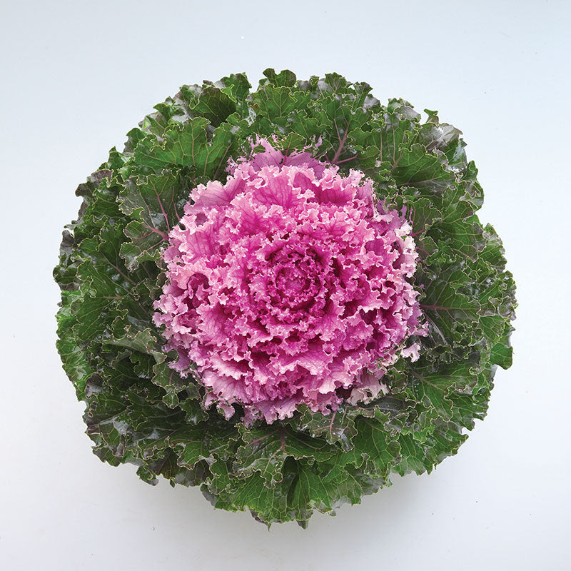 Crystal Pink Ornamental Kale 4" Pot