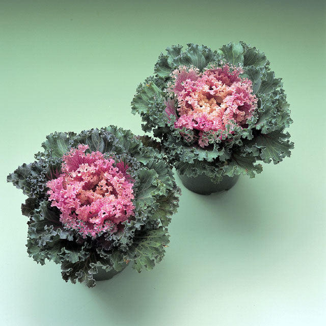 Kamome Pink Flowering Kale – 4" Pot