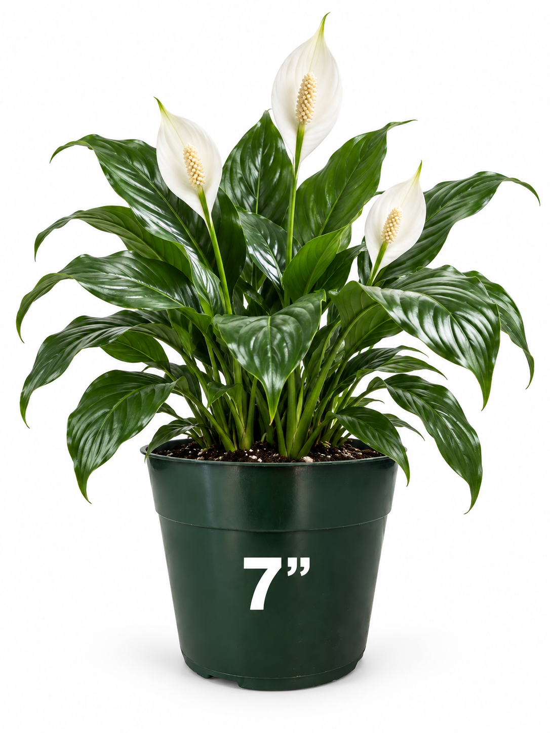 6 Piece – Forest Green Plastic Planter, 7” (NOVEMBER PICK UP SALE)
