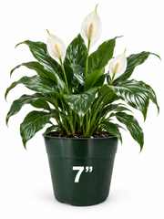 6 Piece – Forest Green Plastic Planter, 7” (NOVEMBER PICK UP SALE)