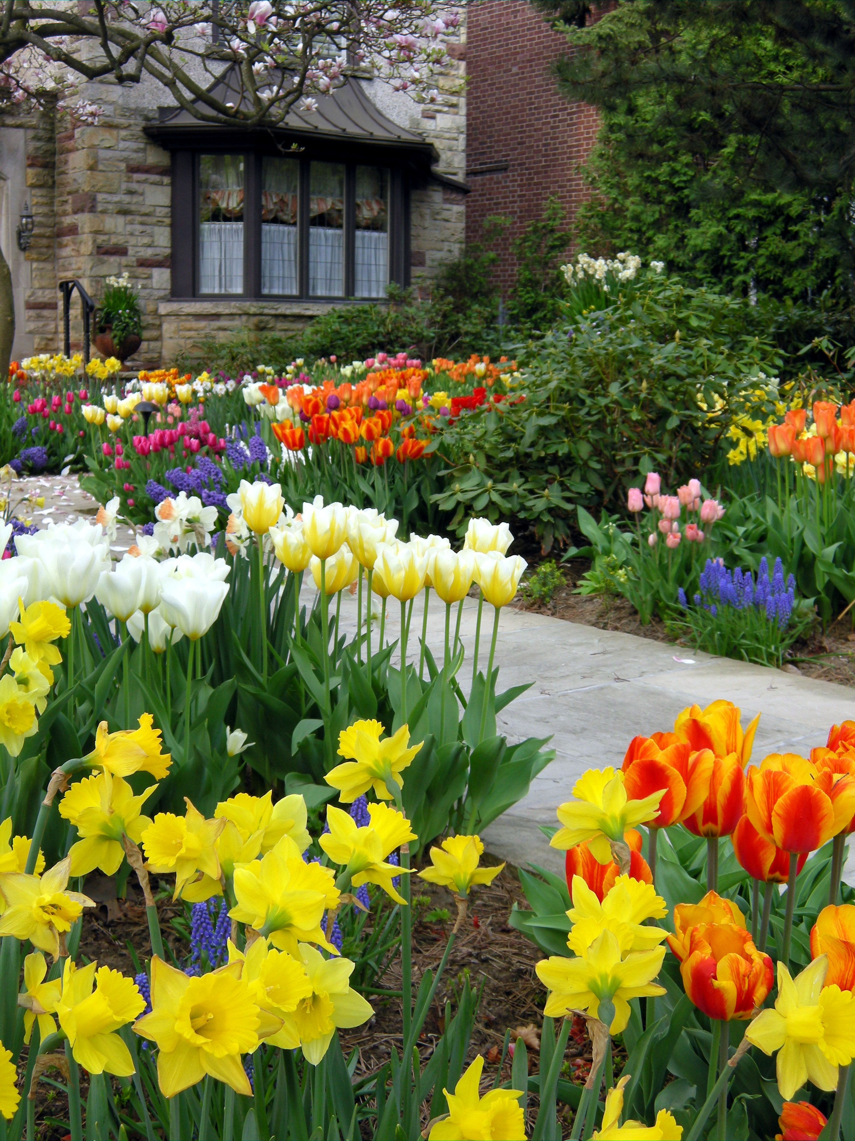 Daffodil, Jumbo Perennial Golden Daffodils - 50 piece