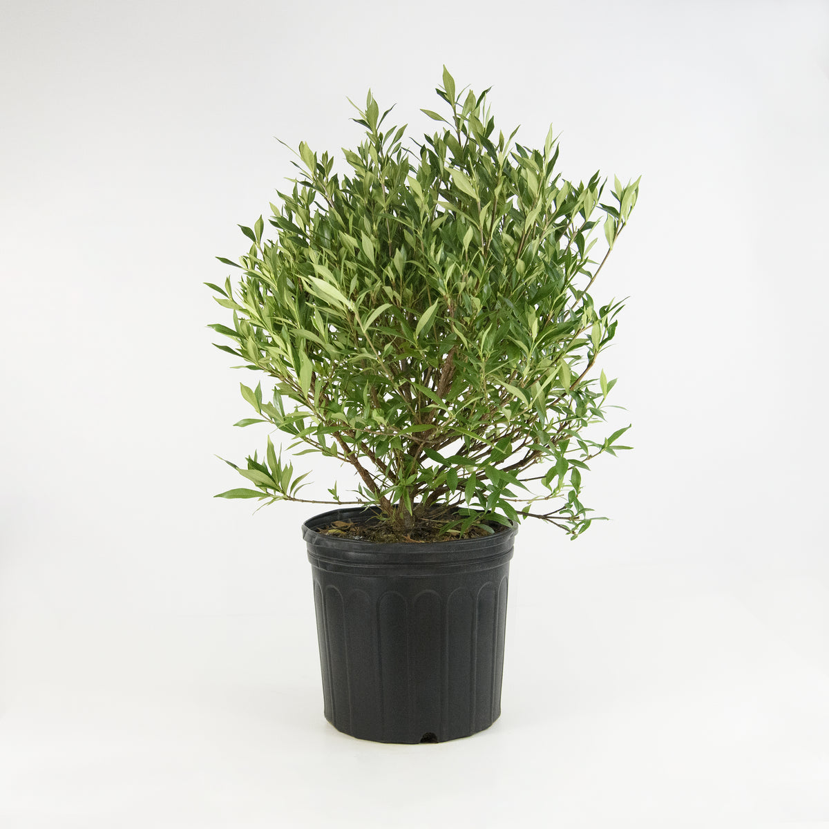 Gardenia 'Frostproof' - 3 Gallon Pot