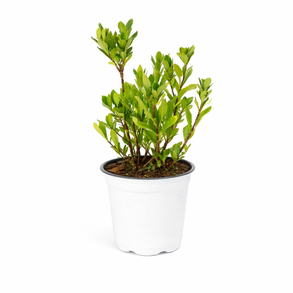 August Beauty Gardenia - 4" Pot