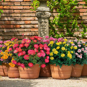 Mini Rose Collection - 2.5" Pot