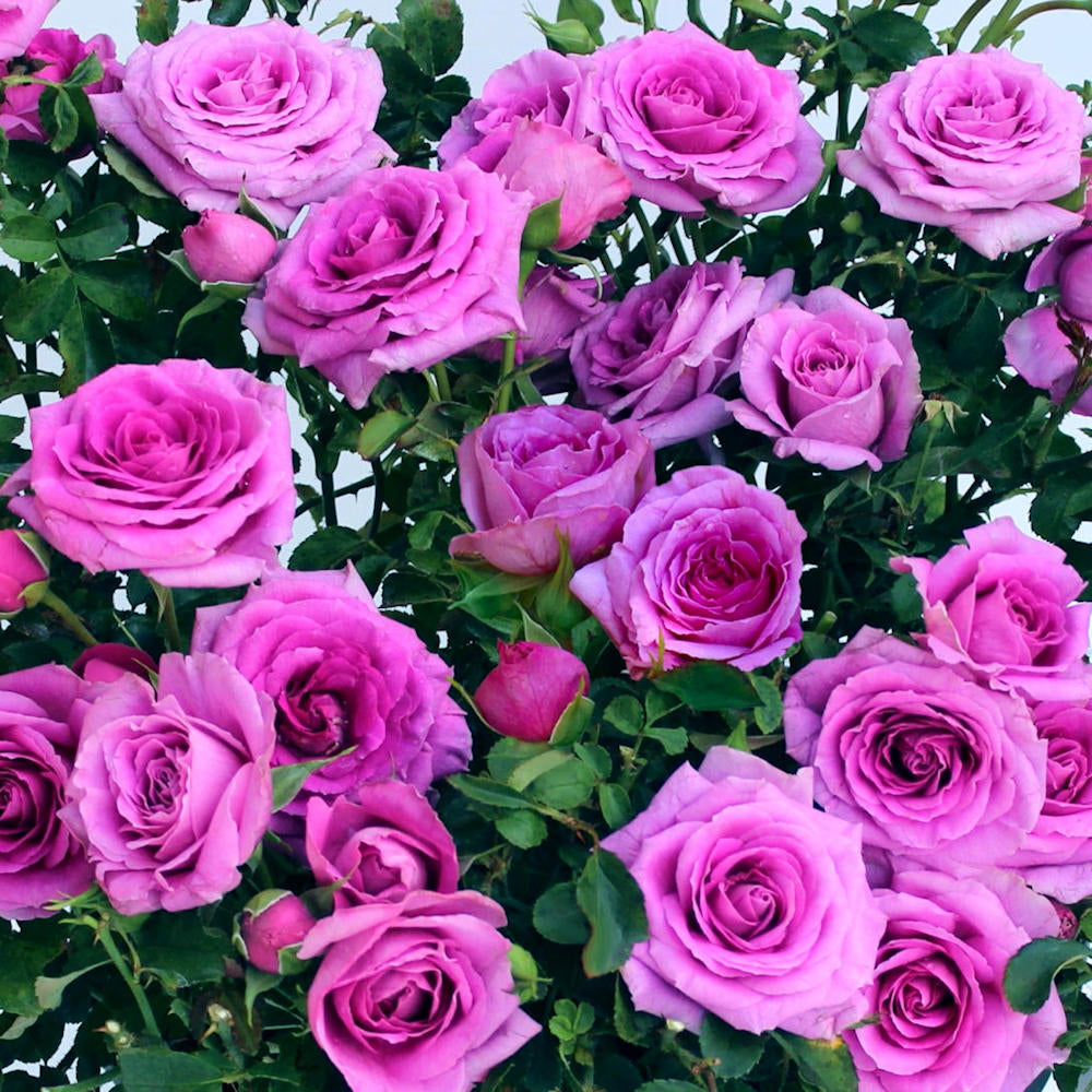 Mini Rose Collection - 2.5" Pot